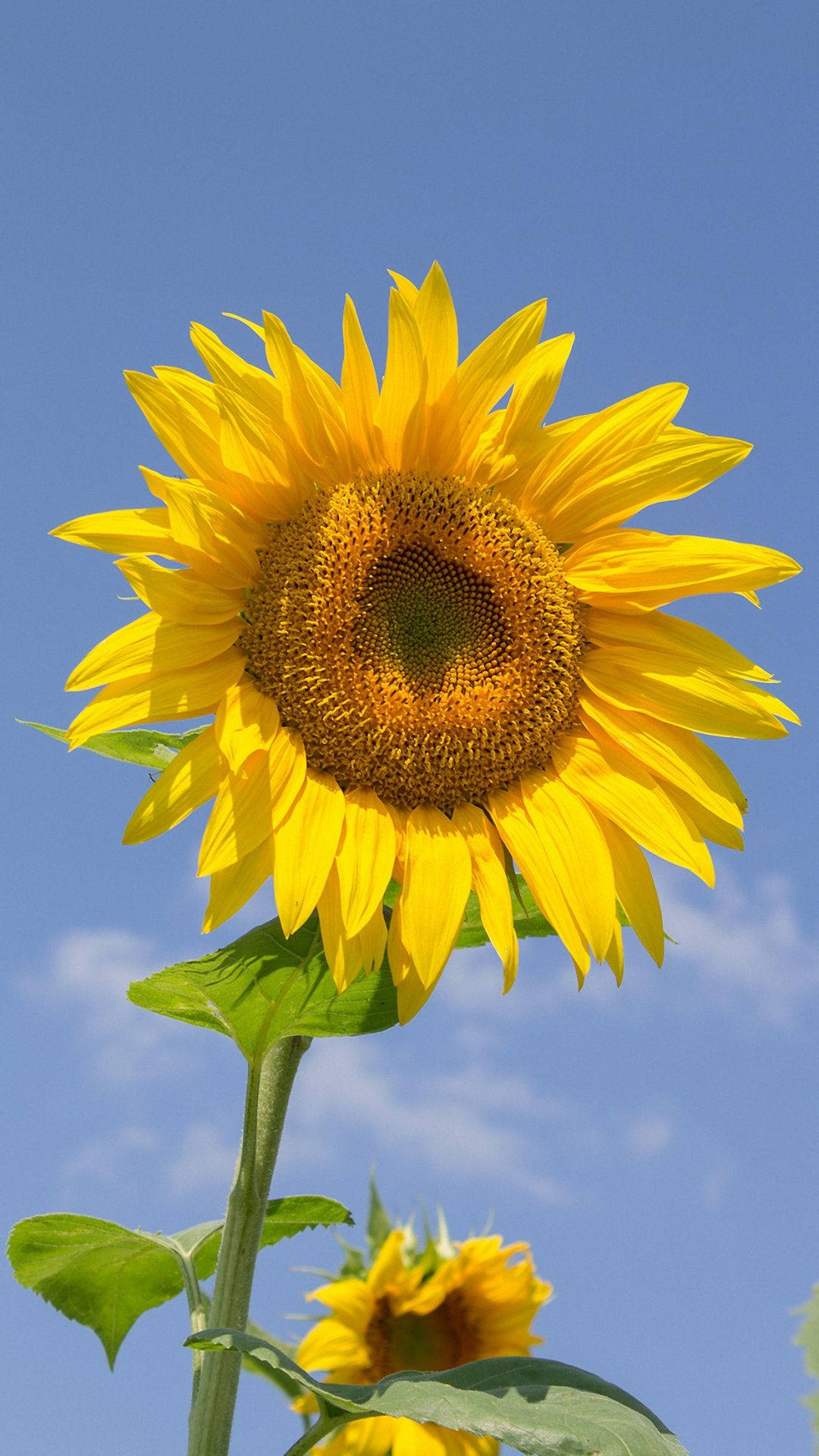 Sunflower iPhone, bright yellow petals, textured brown center, Full HD Phone Wallpaper