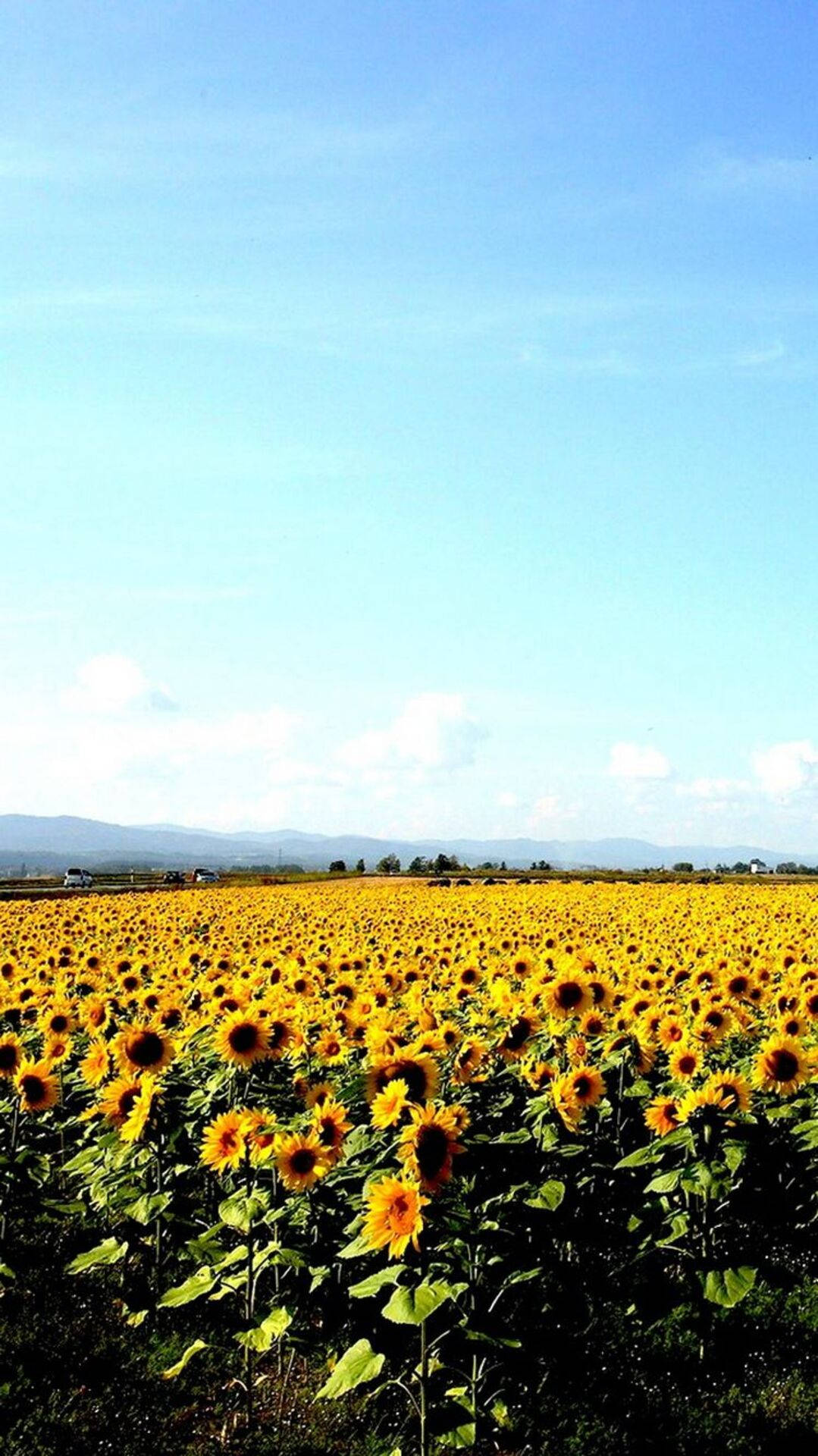 Sunflower iPhone, vast field of sunflowers, clear blue sky, Full HD Phone Wallpaper