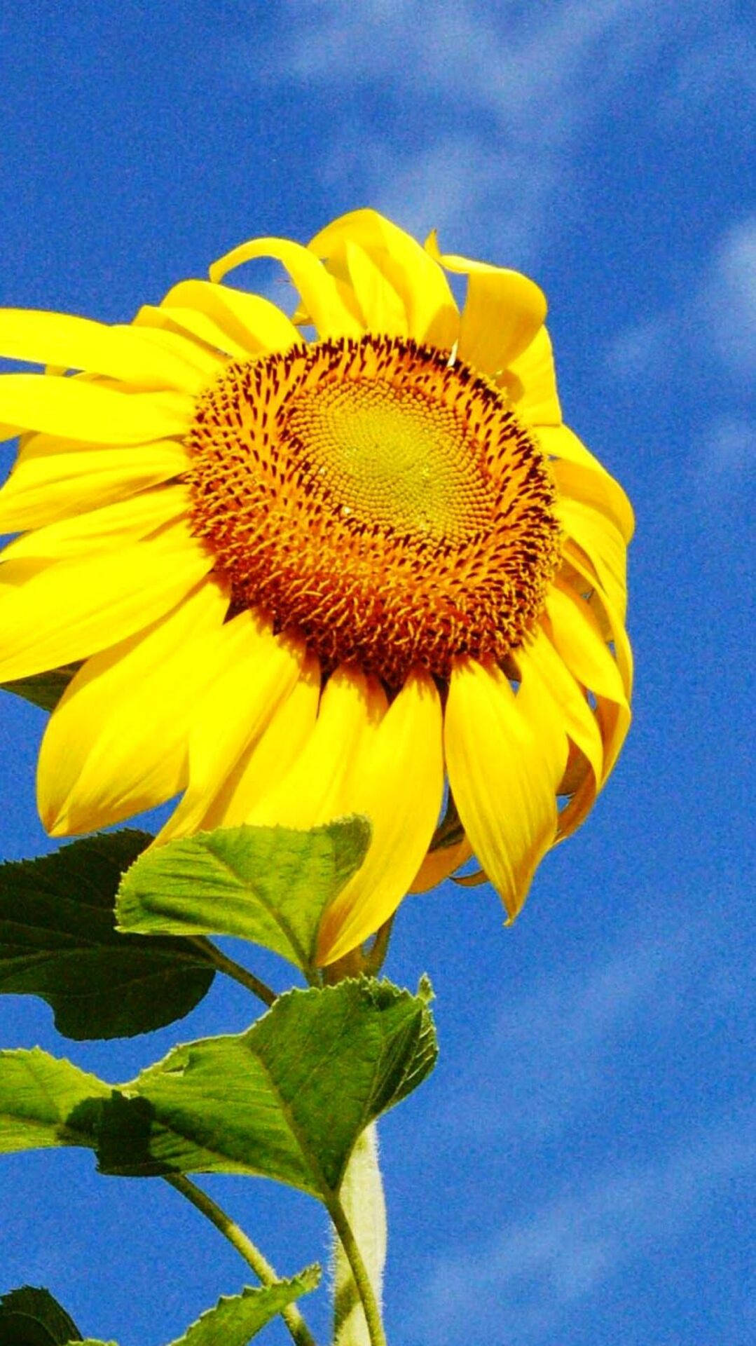 sunflower, yellow petals, brown center, Full HD Phone Wallpaper
