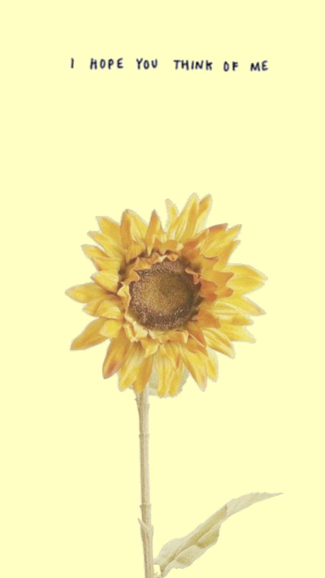 Sunflower iPhone, sunflower, soft yellow petals, Full HD Phone Wallpaper