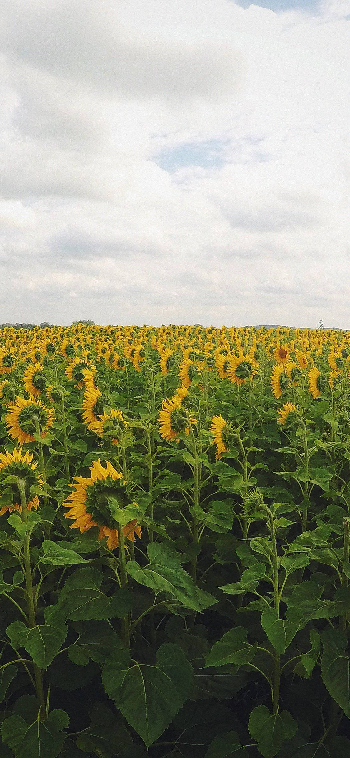 sunflower, iPhone, cloudy sky, Full HD Phone Wallpaper