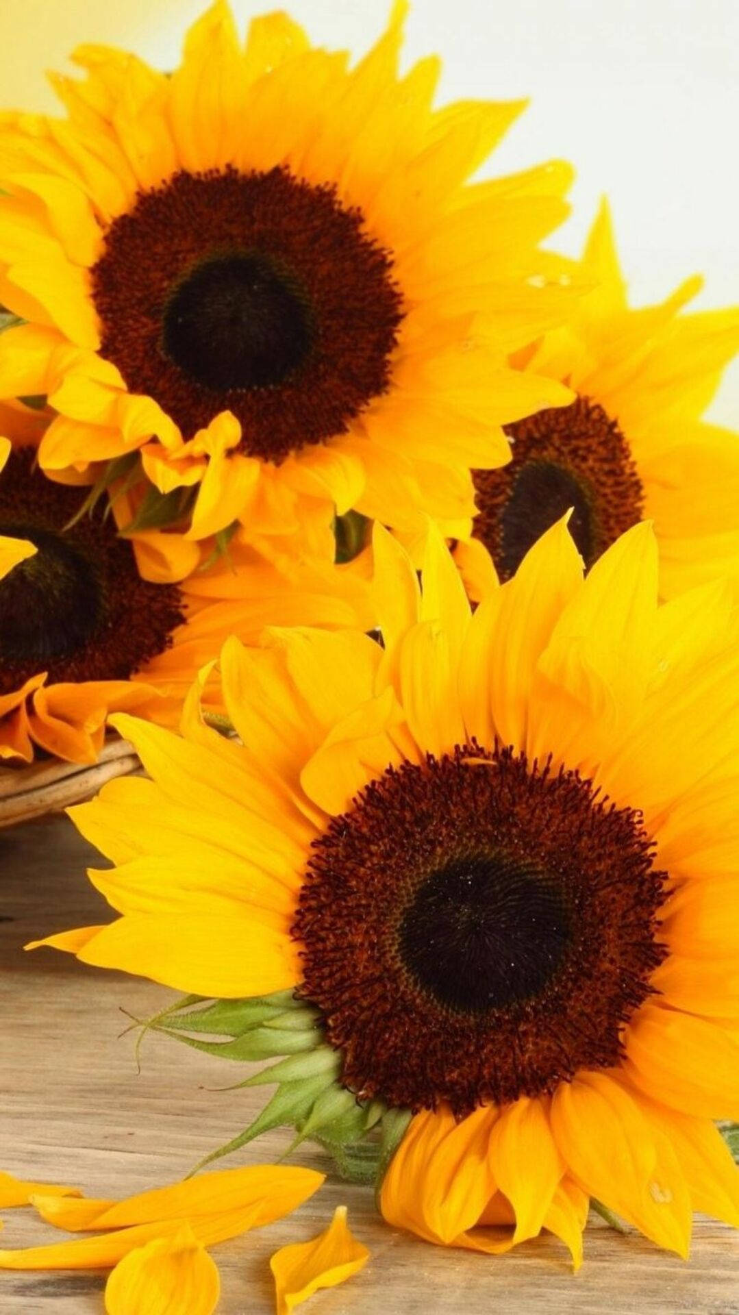 sunflower, rustic wooden surface, dark centers, Full HD Phone Wallpaper