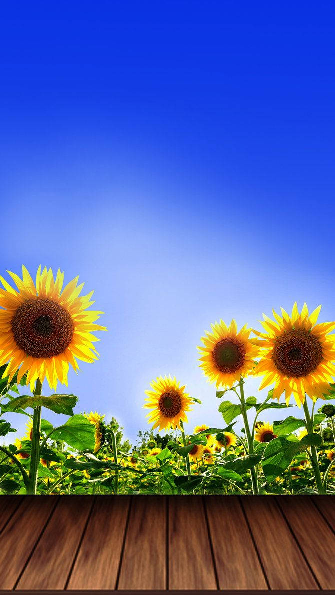 sunflower, blue sky, wooden deck, SD Phone Wallpaper