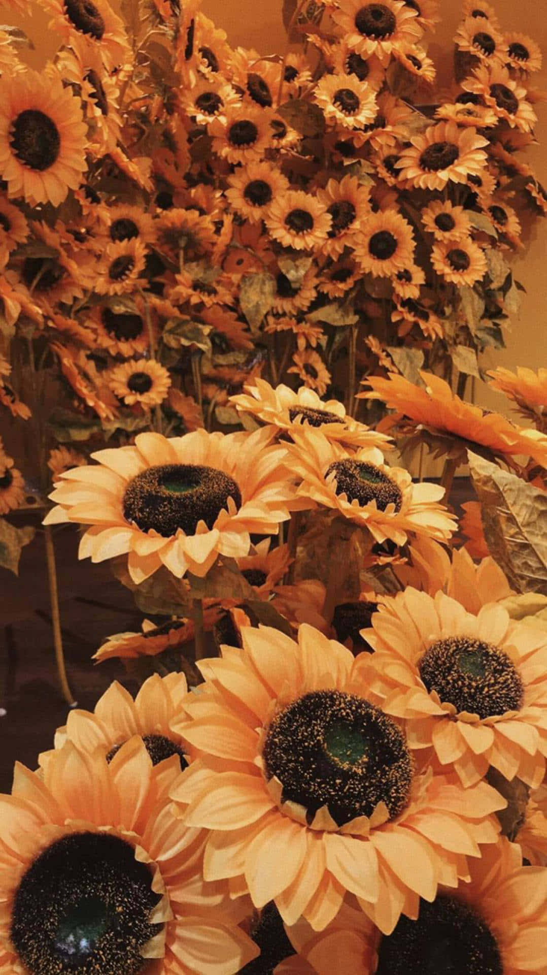 sunflowers, golden petals, dark centers, Full HD Phone Wallpaper