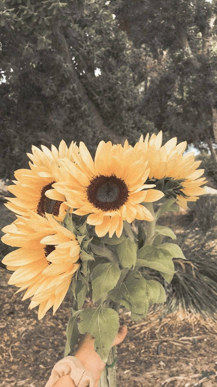 Vintage Flower Aesthetic Sunflower Bouquet, sunflowers, soft blurred forest backdrop, HD Phone Wallpaper