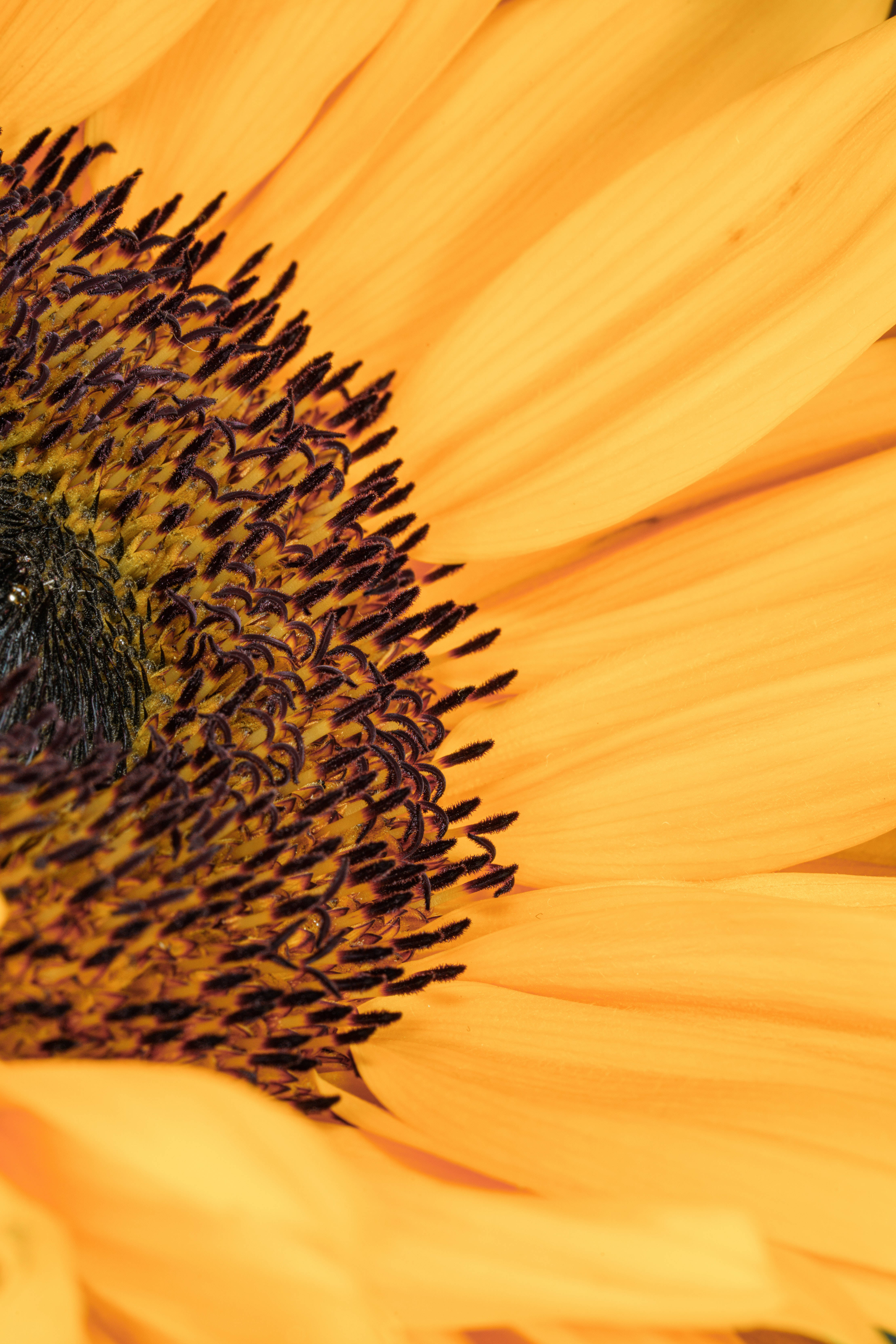 sunflower, vibrant yellow, dark center, 5K Phone Wallpaper