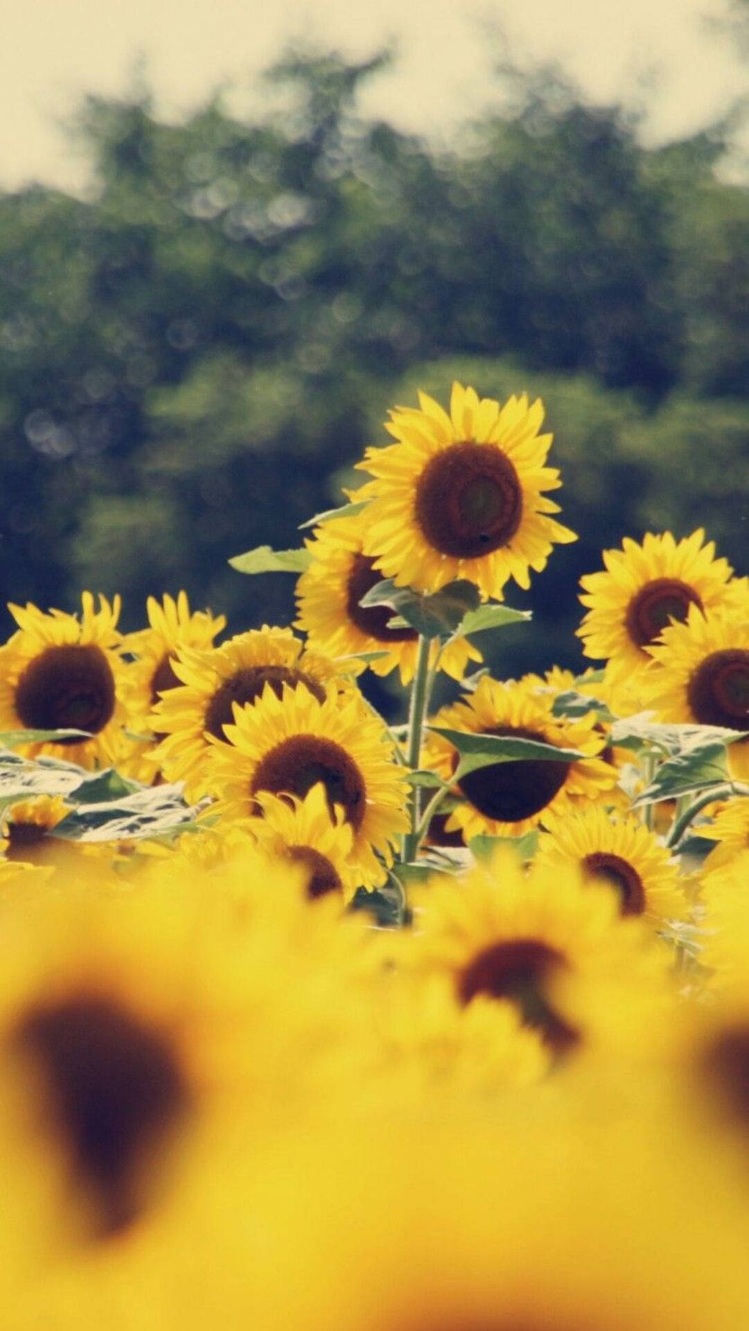 Sunflower iPhone, vibrant sunflowers, golden field, Full HD Phone Wallpaper