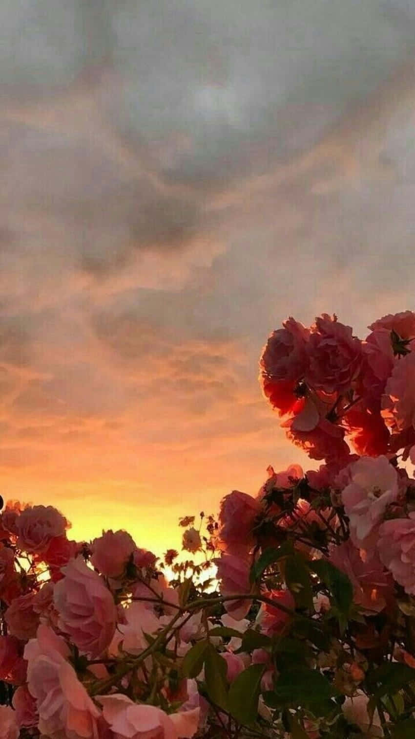 Sunflower Aesthetic iPhone, pink roses, dramatic sunset sky, HD Phone Wallpaper