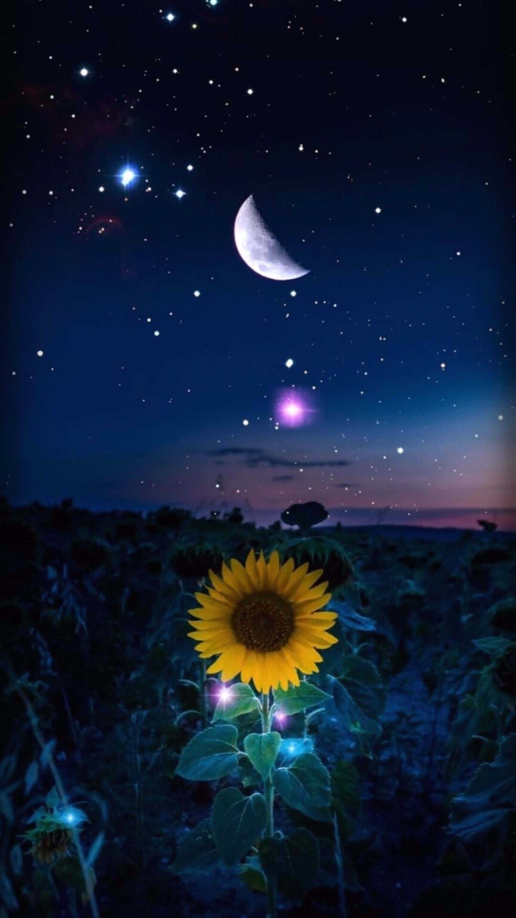 sunflower, starry night sky, crescent moon, 2K Phone Wallpaper