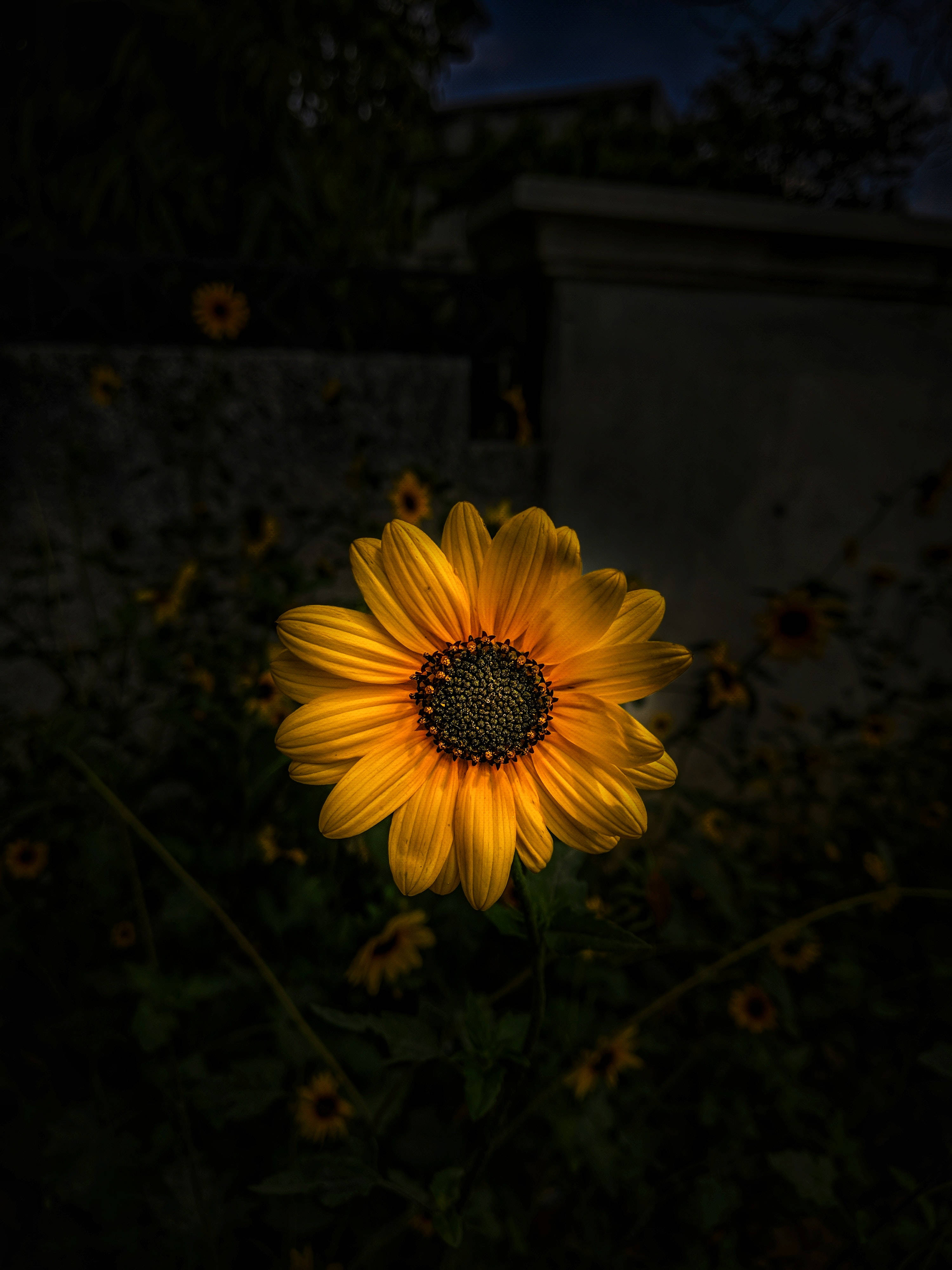 Sunflower iPhone, vibrant yellow, darkened garden, 4K Phone Wallpaper