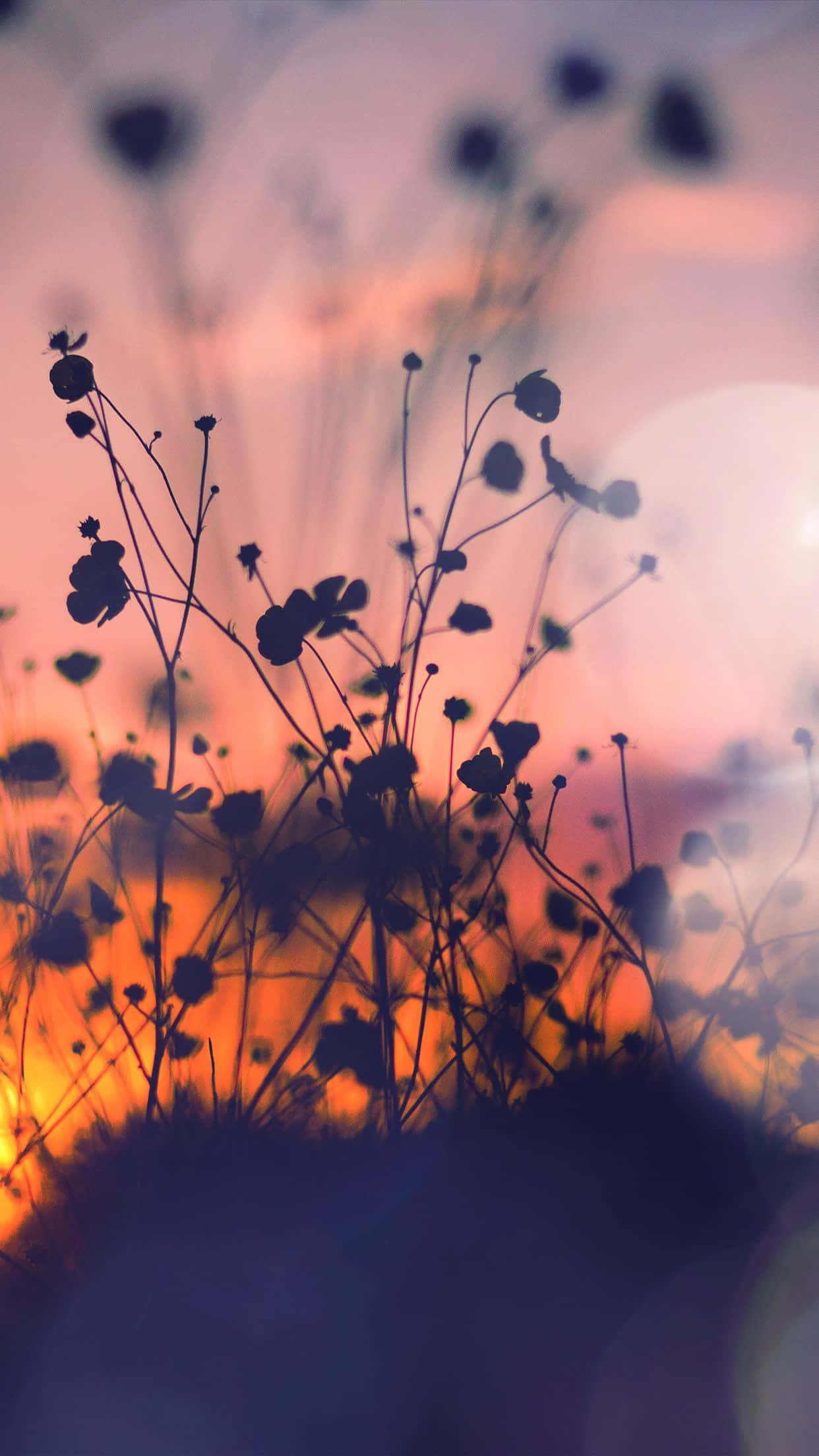 sunflower, sunset, wildflowers, Full HD Phone Wallpaper