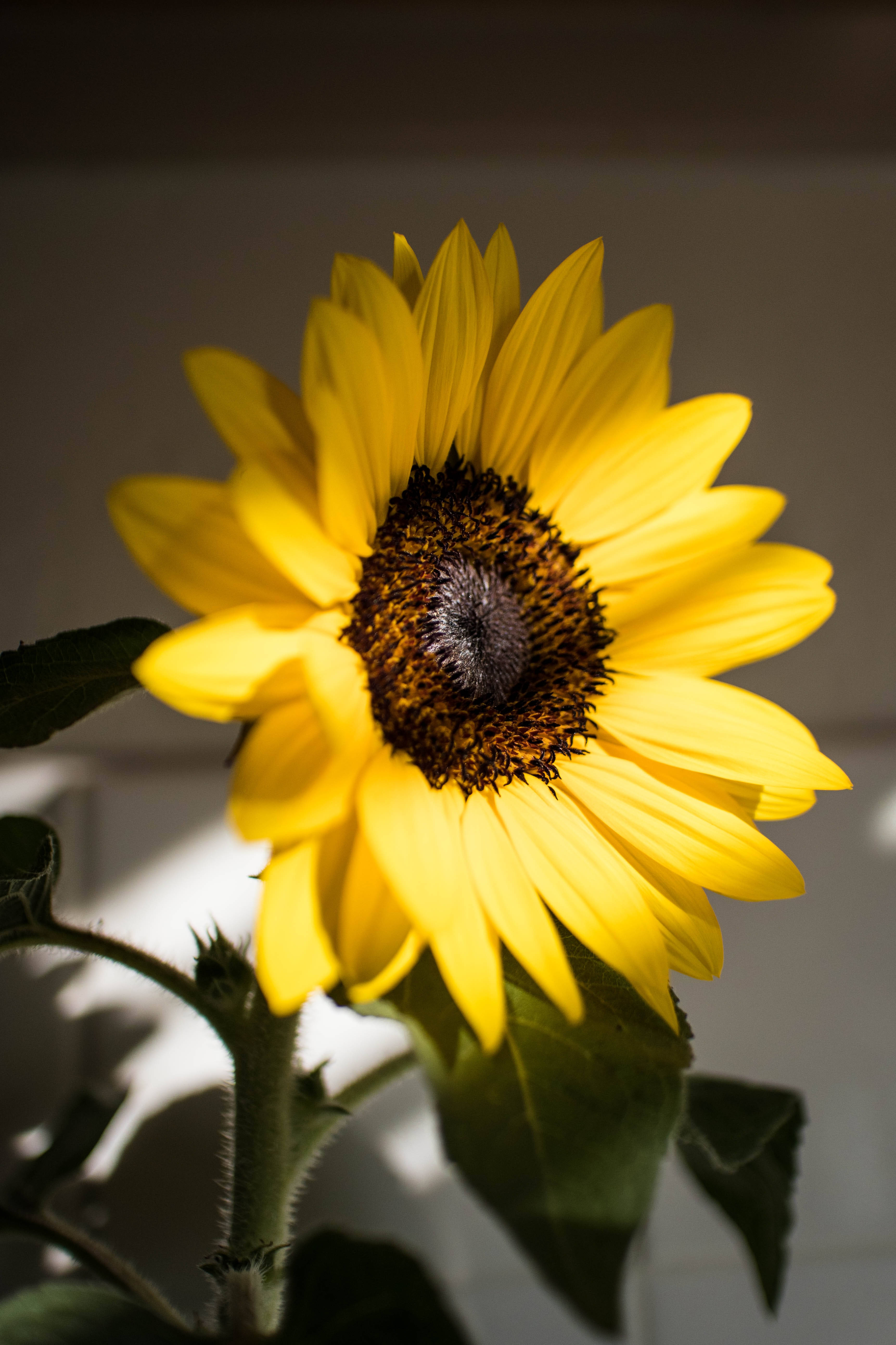 Sunflower Yellow HD iPhone, sunflower, bright yellow petals, 5K Phone Wallpaper