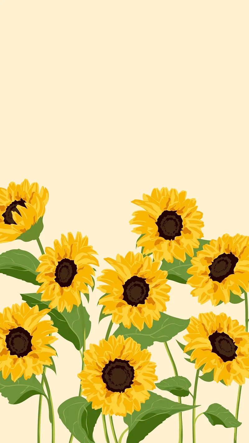 sunflowers, yellow, dark centers, HD Phone Wallpaper