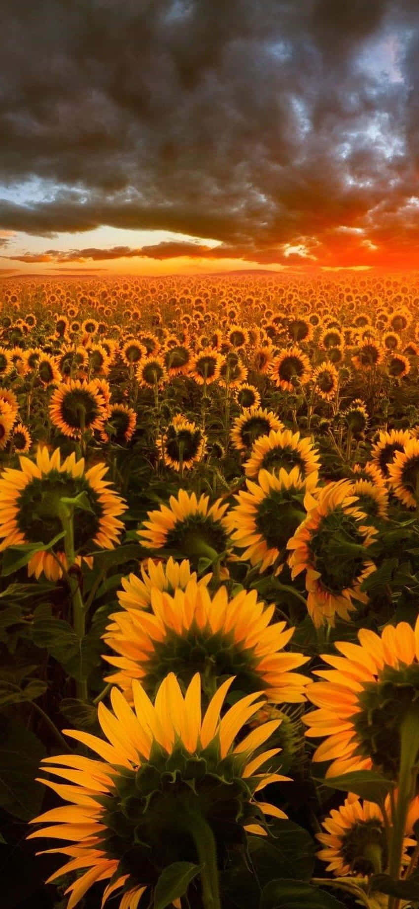 sunflowers, field, sunset, HD Phone Wallpaper