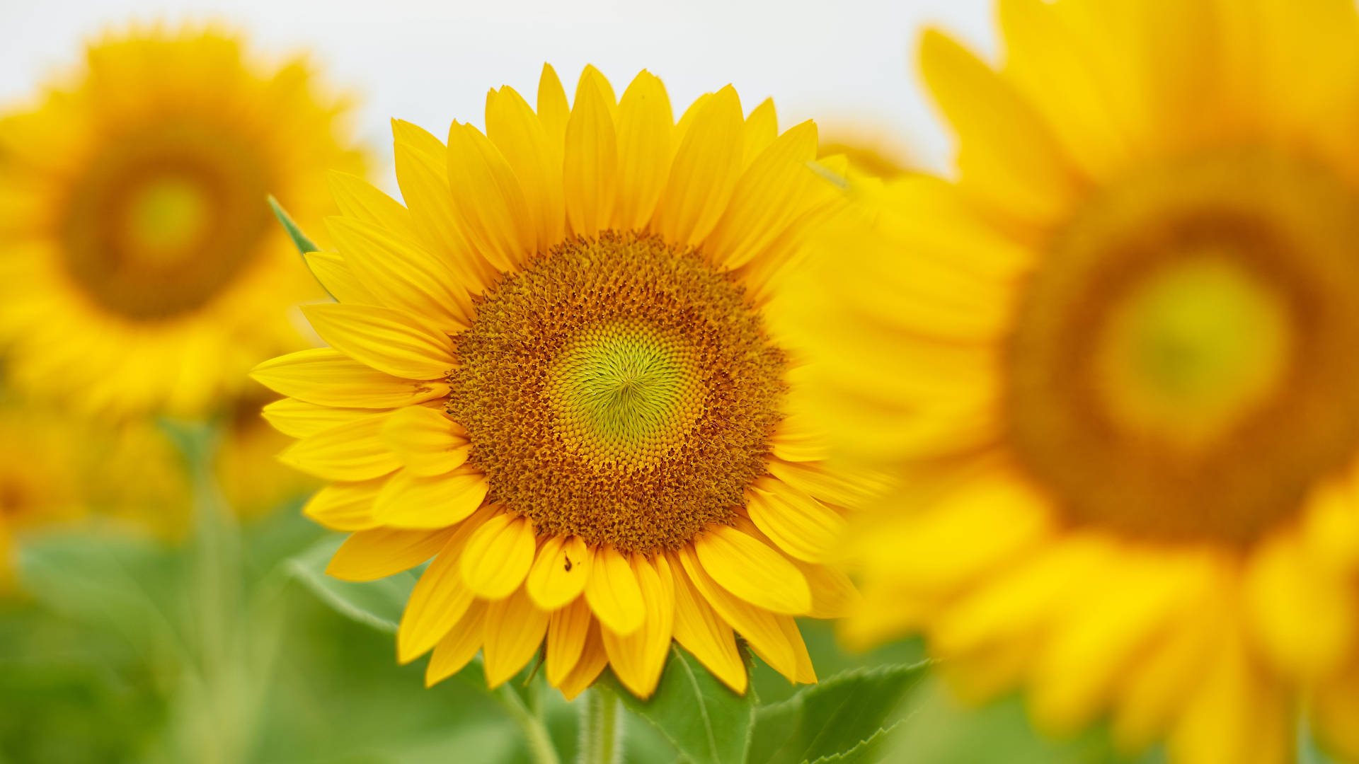 sunflower field, sharp focus, soft blurred background, Full HD Desktop Wallpaper