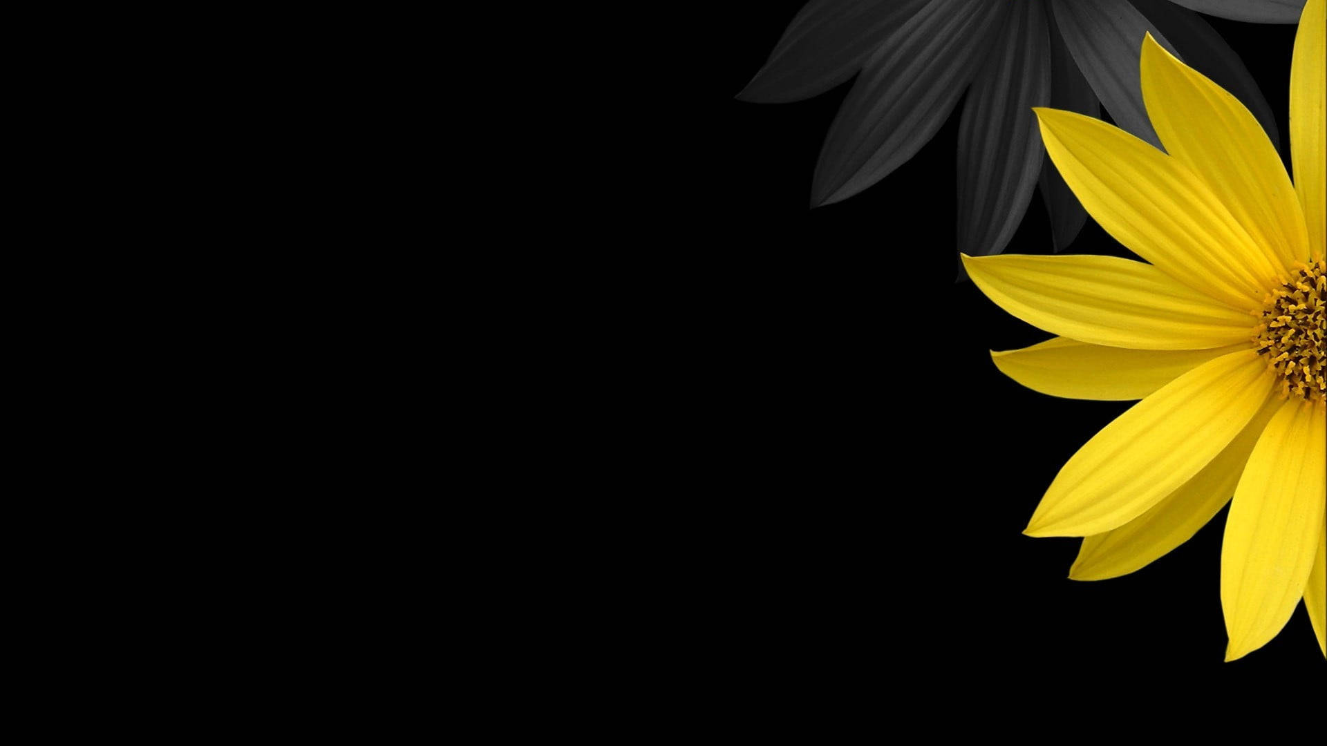 black yellow sunflower laptop, vibrant yellow flower, dark gray leaves, Full HD Desktop Wallpaper