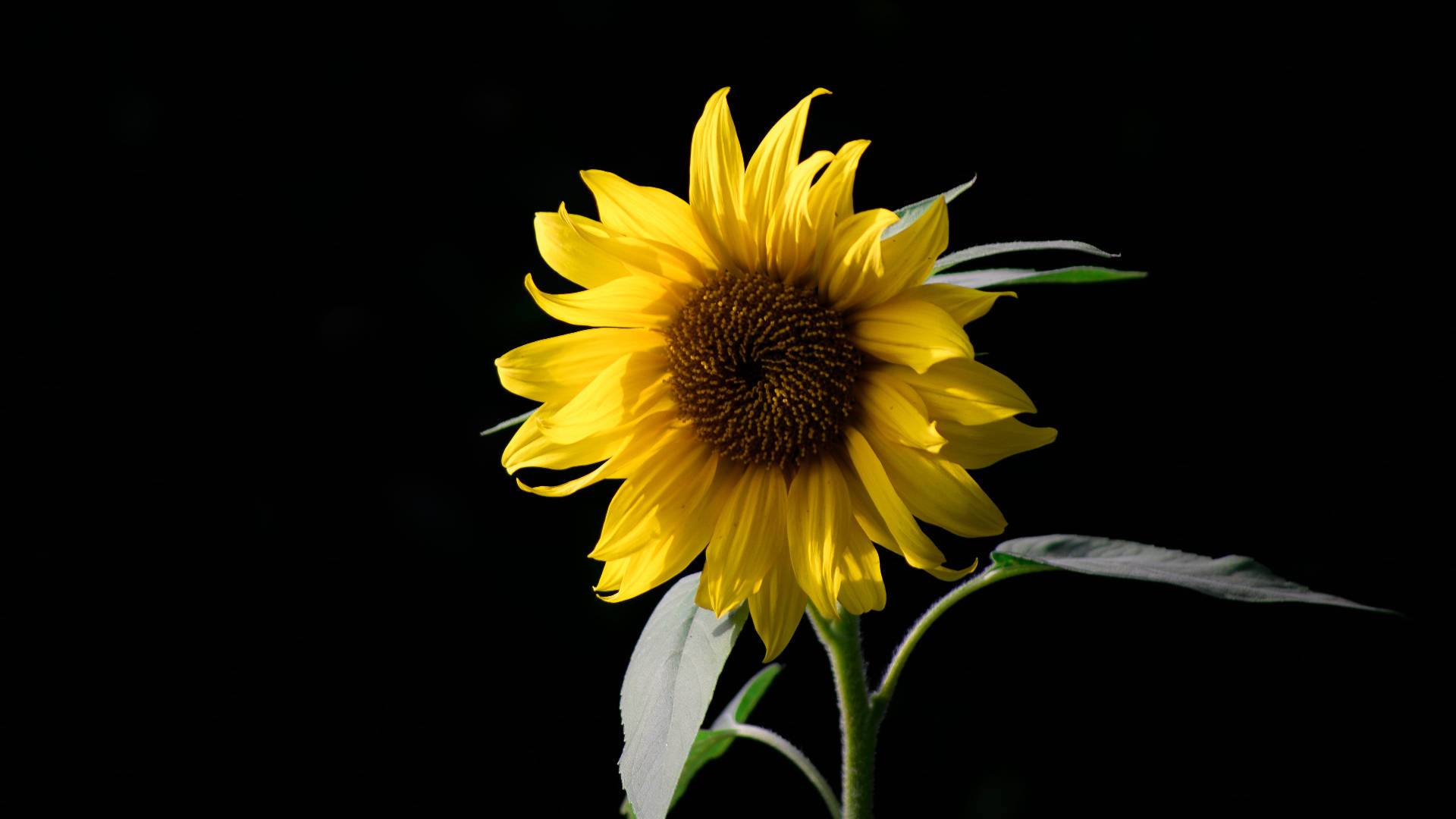 single sunflower laptop, sunflower, laptop, Full HD Desktop Wallpaper