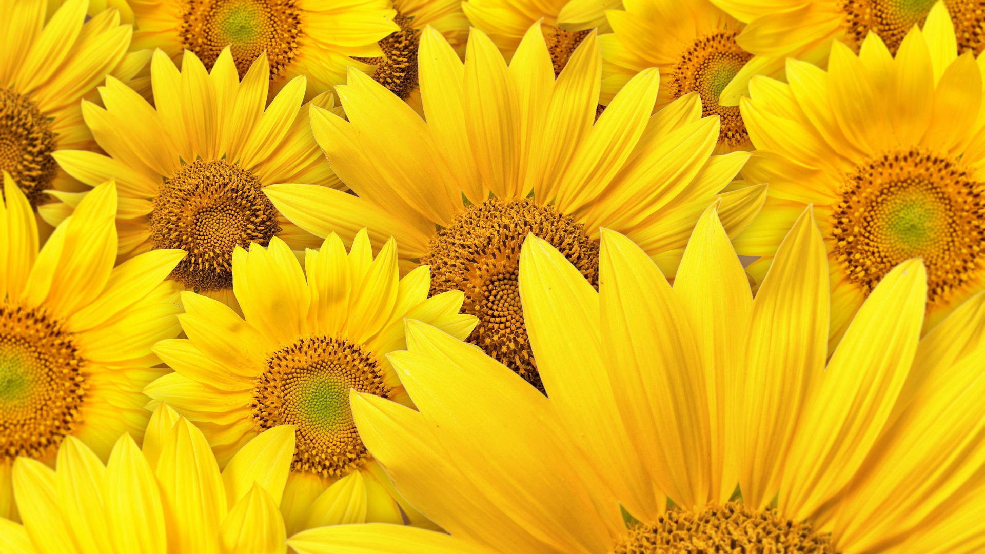 Sunflower Laptop, sunflowers, golden petals, Full HD Desktop Wallpaper