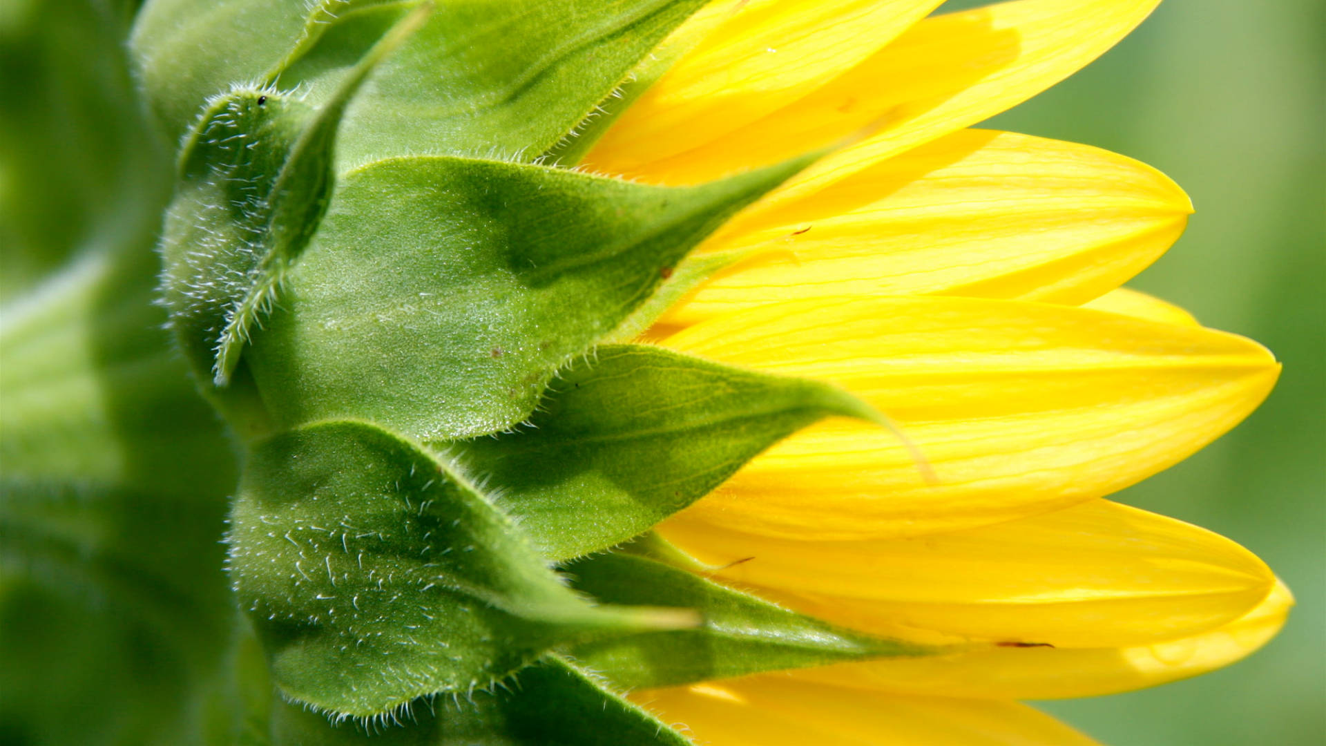 green yellow sunflower laptop, vibrant yellow petals, lush green sepals, Full HD Desktop Wallpaper