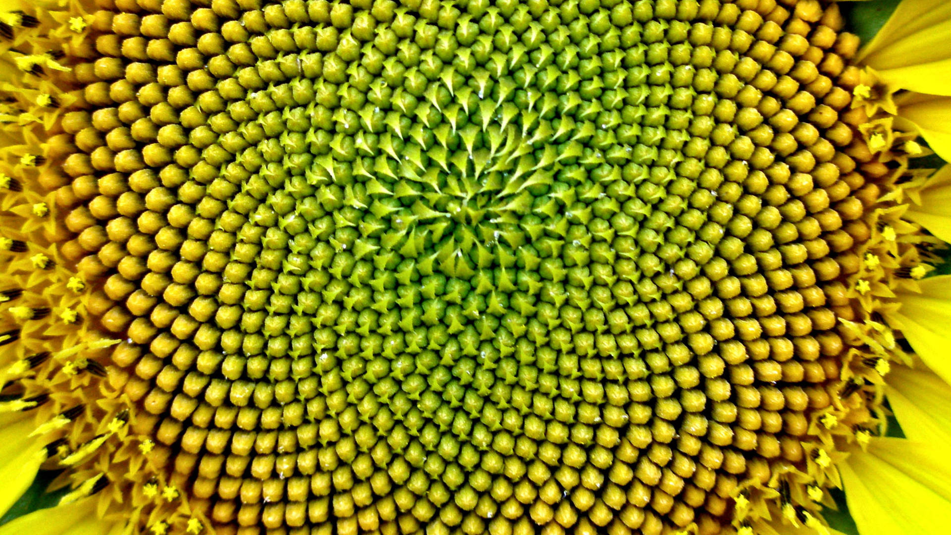 macro sunflower laptop, sunflower, green and yellow seed patterns, Full HD Desktop Wallpaper
