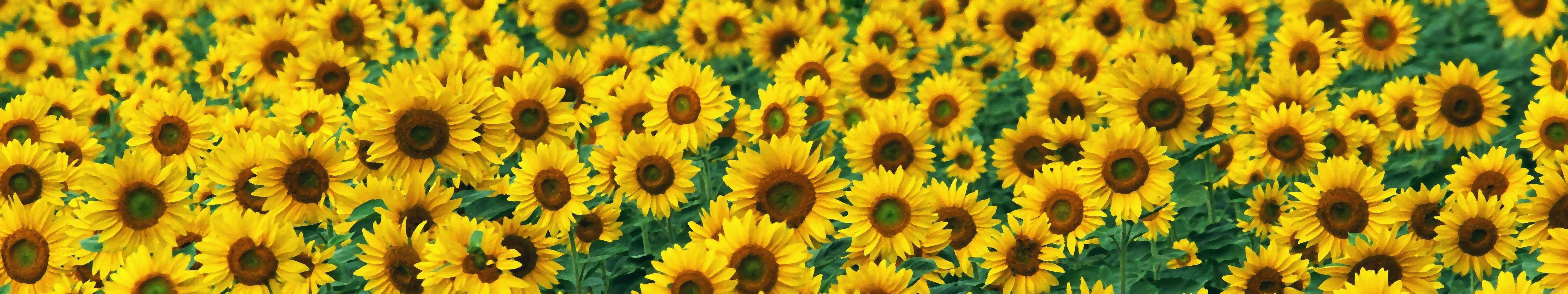 sunflower, yellow, sunlight, 5K Desktop Wallpaper