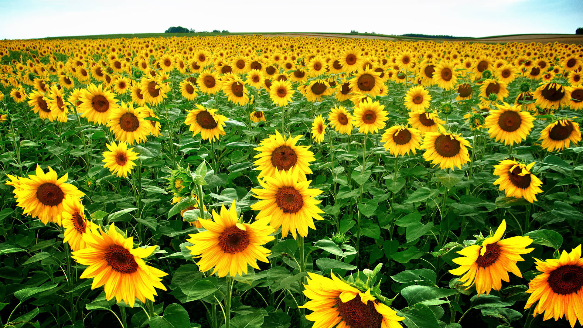 sunflower fields, bright yellow sunflowers, clear blue sky, Full HD Desktop Wallpaper