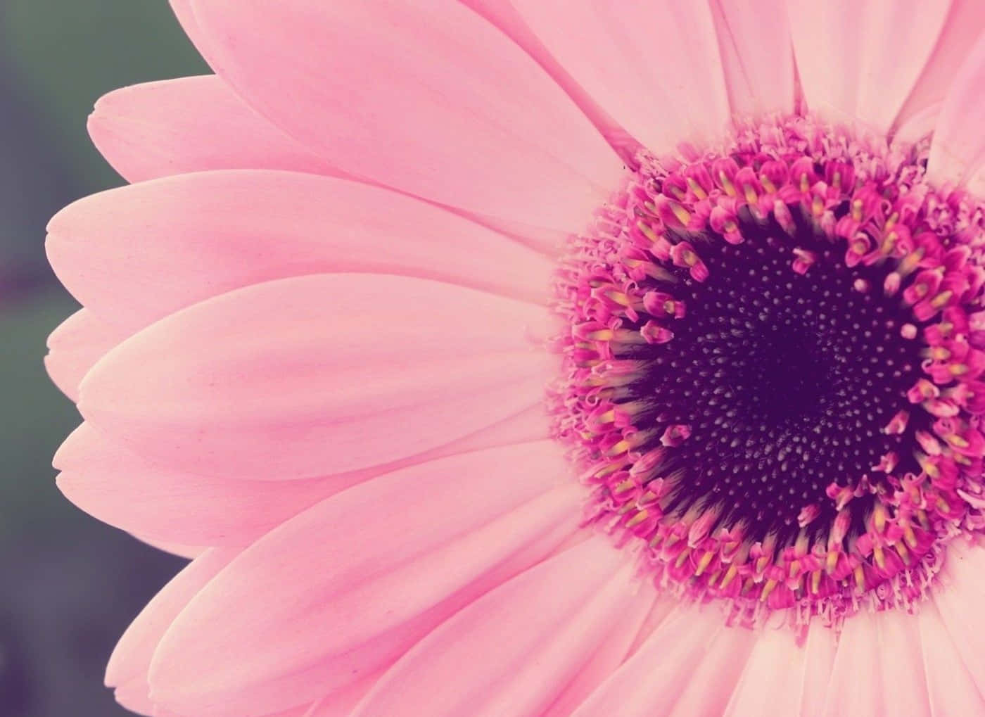 pink laptop, Pink Sunflower Laptop, soft pink gerbera daisy, HD Desktop Wallpaper