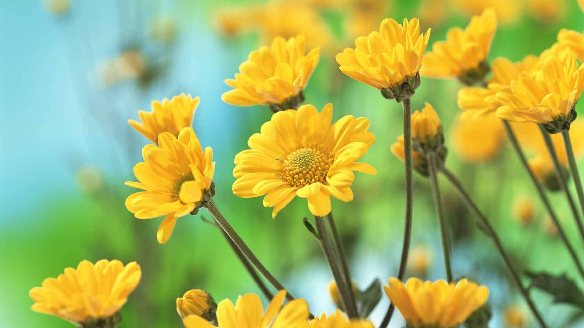 bright yellow flowers laptop, vibrant yellow daisies, soft focus, Full HD Desktop Wallpaper