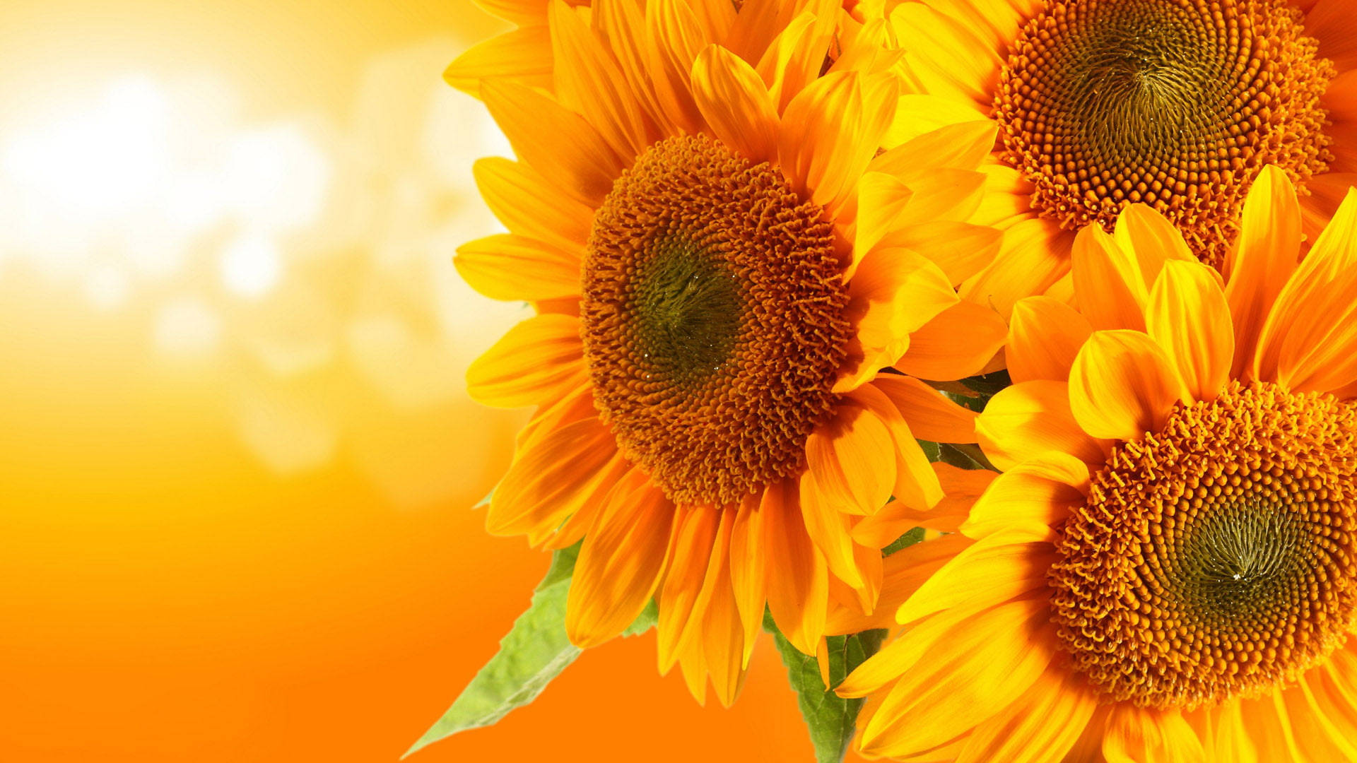orange sunflower laptop, sunflowers, warm golden gradient, Full HD Desktop Wallpaper