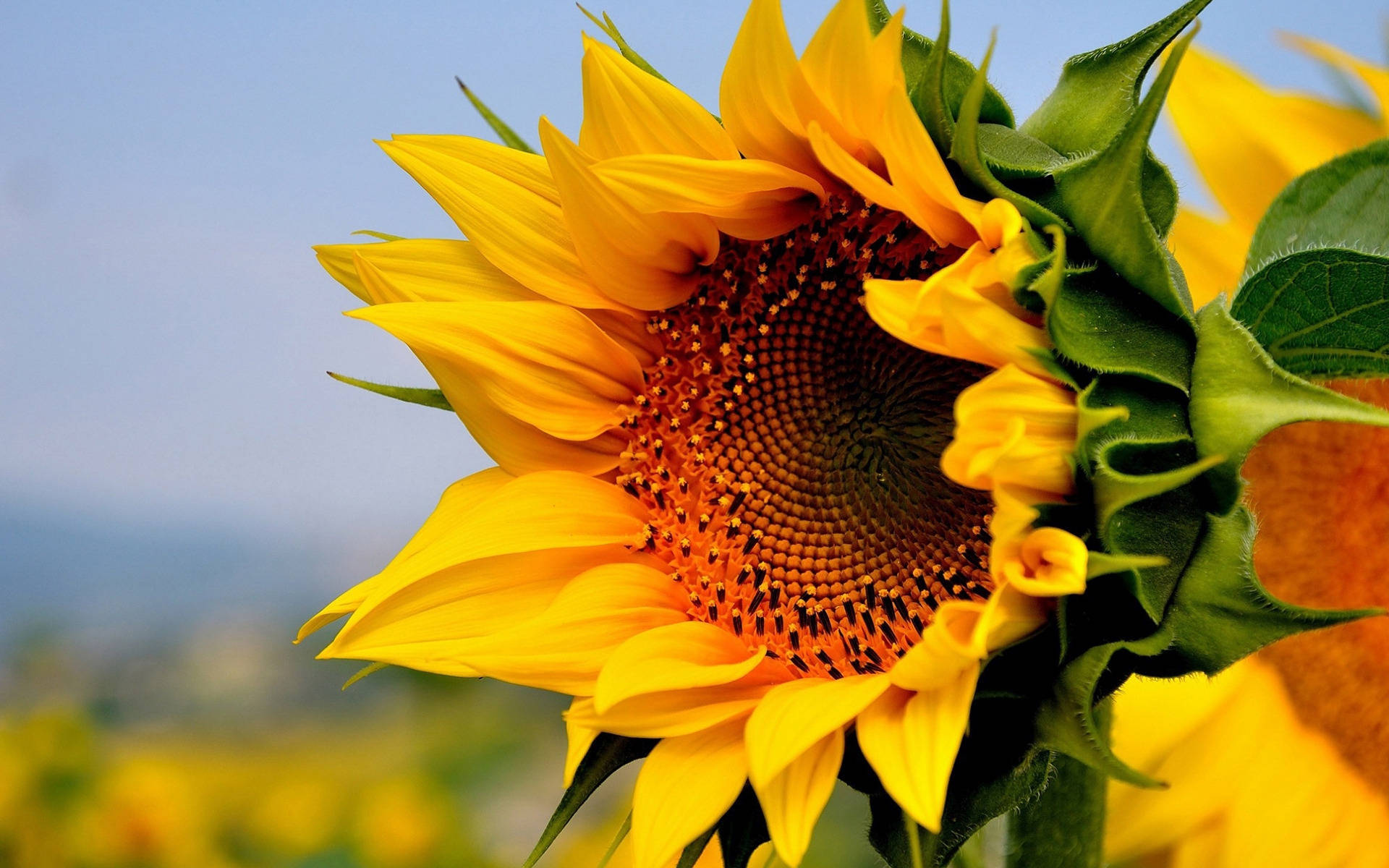 sunflower, golden petals, dark center, Full HD Desktop Wallpaper