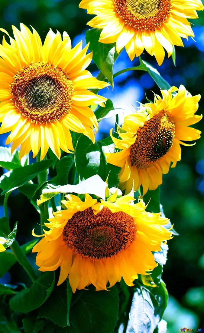 Sunflower Phone
