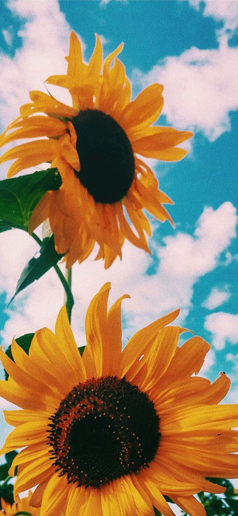 sunflower, bright blue sky, fluffy white clouds, HD Phone Wallpaper