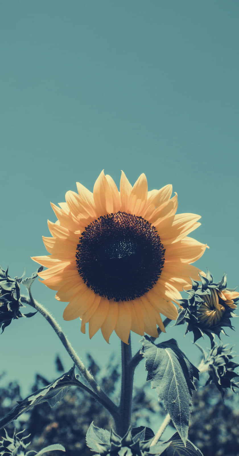 sunflower phone, vibrant yellow petals, dark center, HD Phone Wallpaper