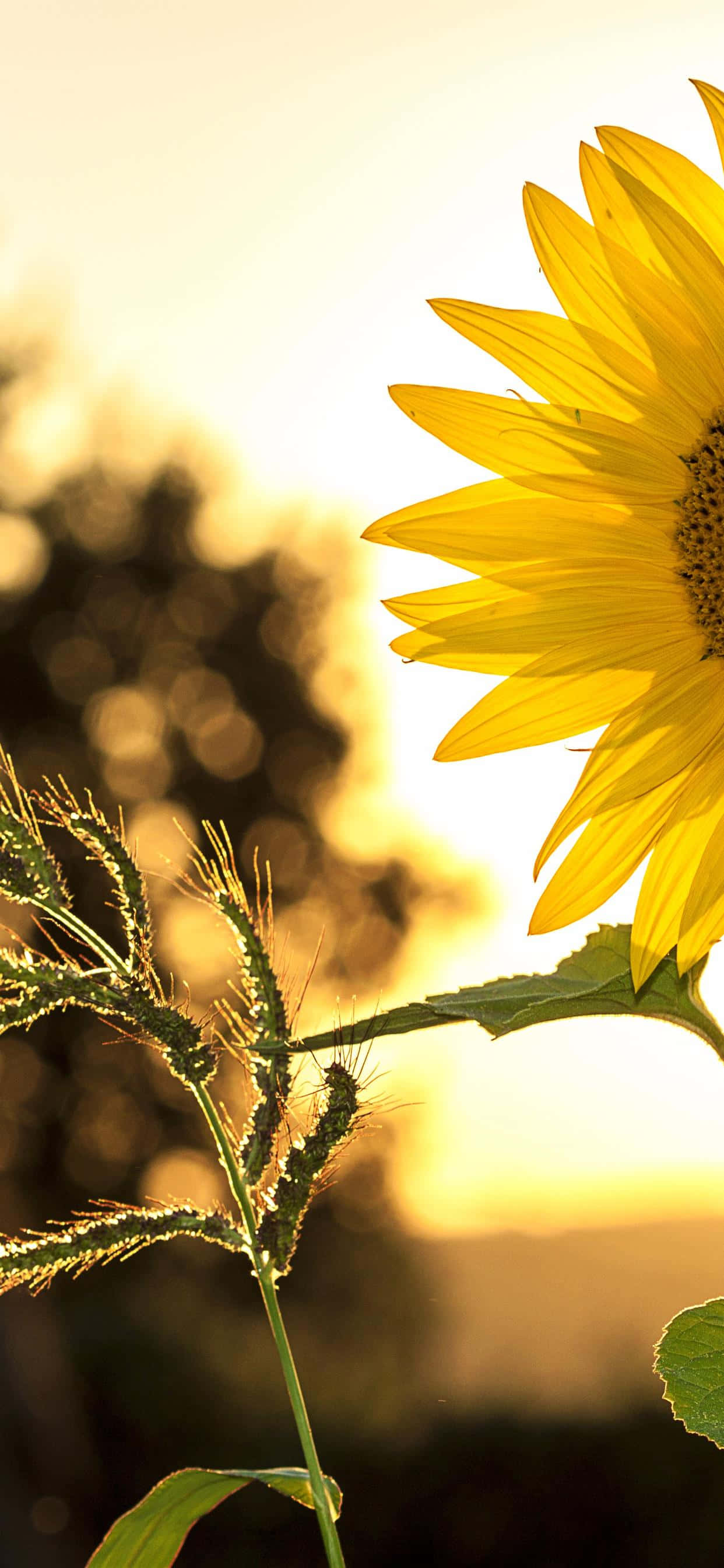 sunflower, golden sunset, bokeh, 2K Phone Wallpaper
