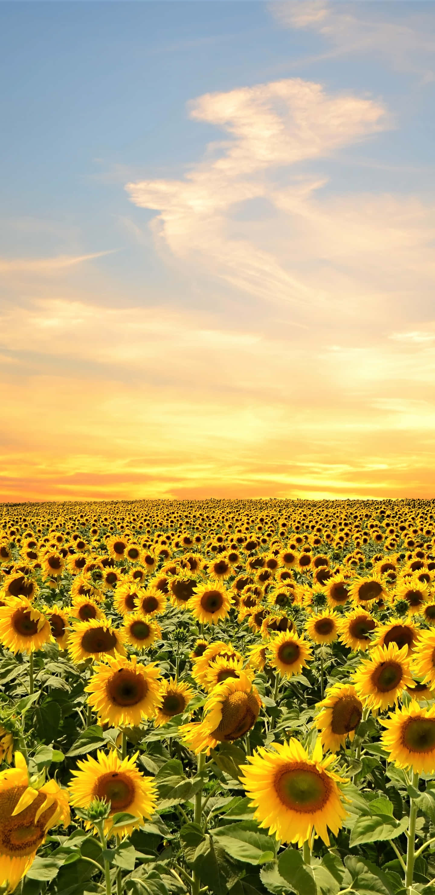 Sunflower Phone, golden sunset sky, vast field of sunflowers, 2K Phone Wallpaper