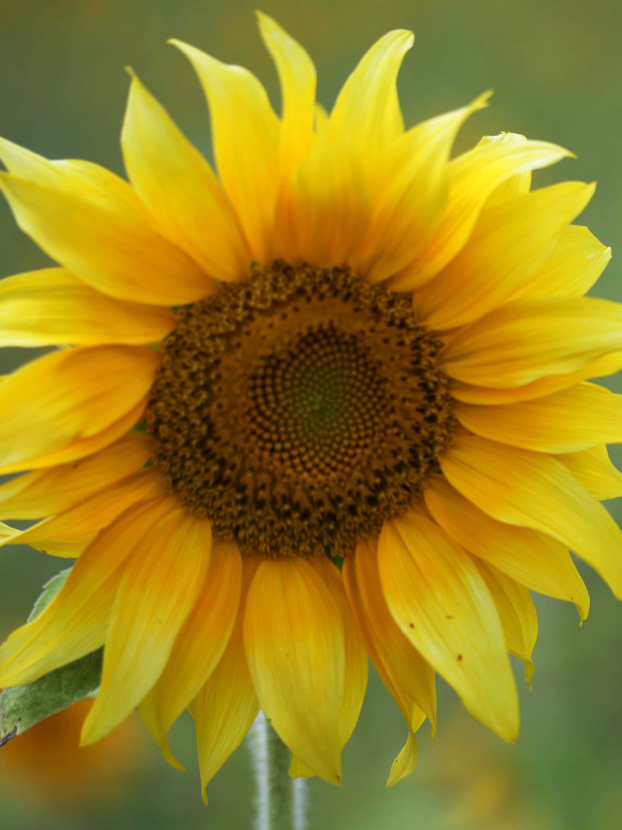 Sunflower Phone, bright yellow petals, brown center, 2K Phone Wallpaper