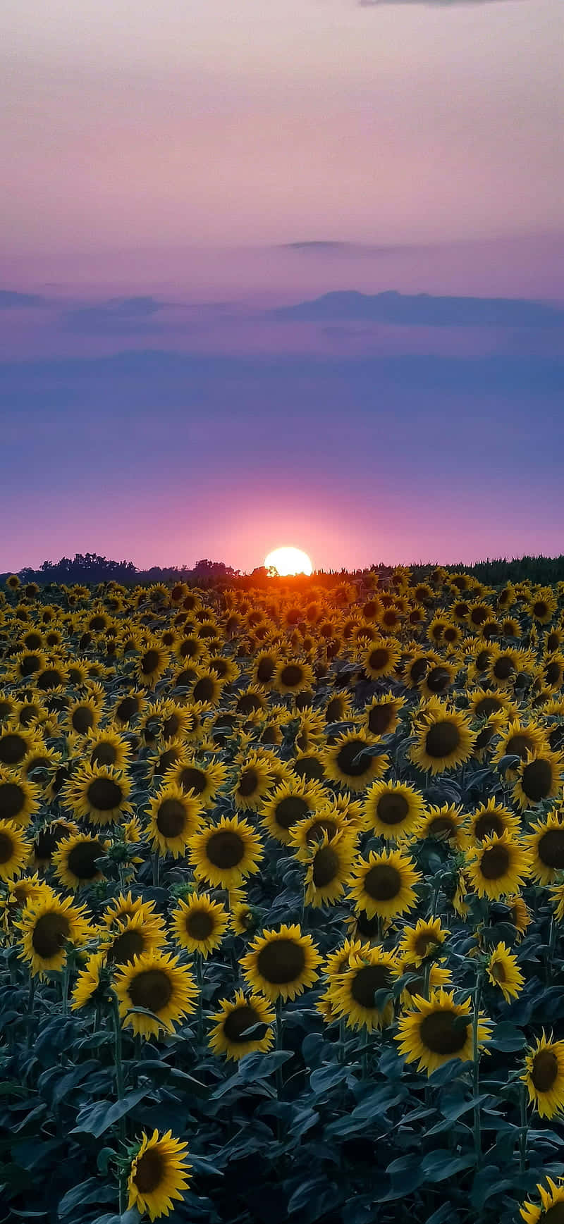 sunflower phone, sunflowers at sunset, sunset, HD Phone Wallpaper