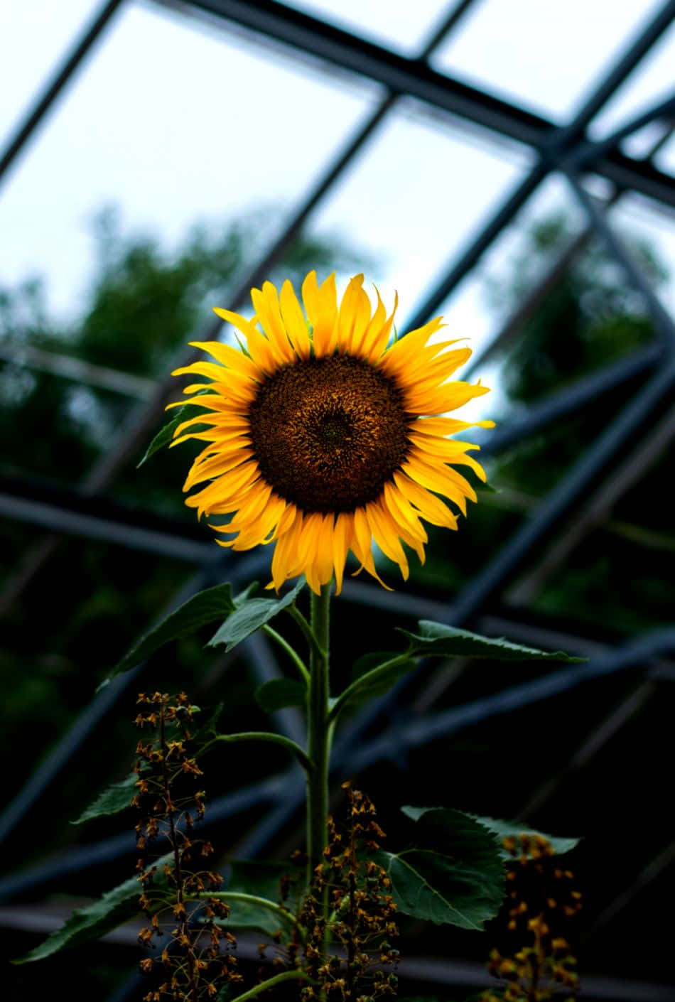 sunflower, glass greenhouse, geometric greenhouse roof, HD Phone Wallpaper
