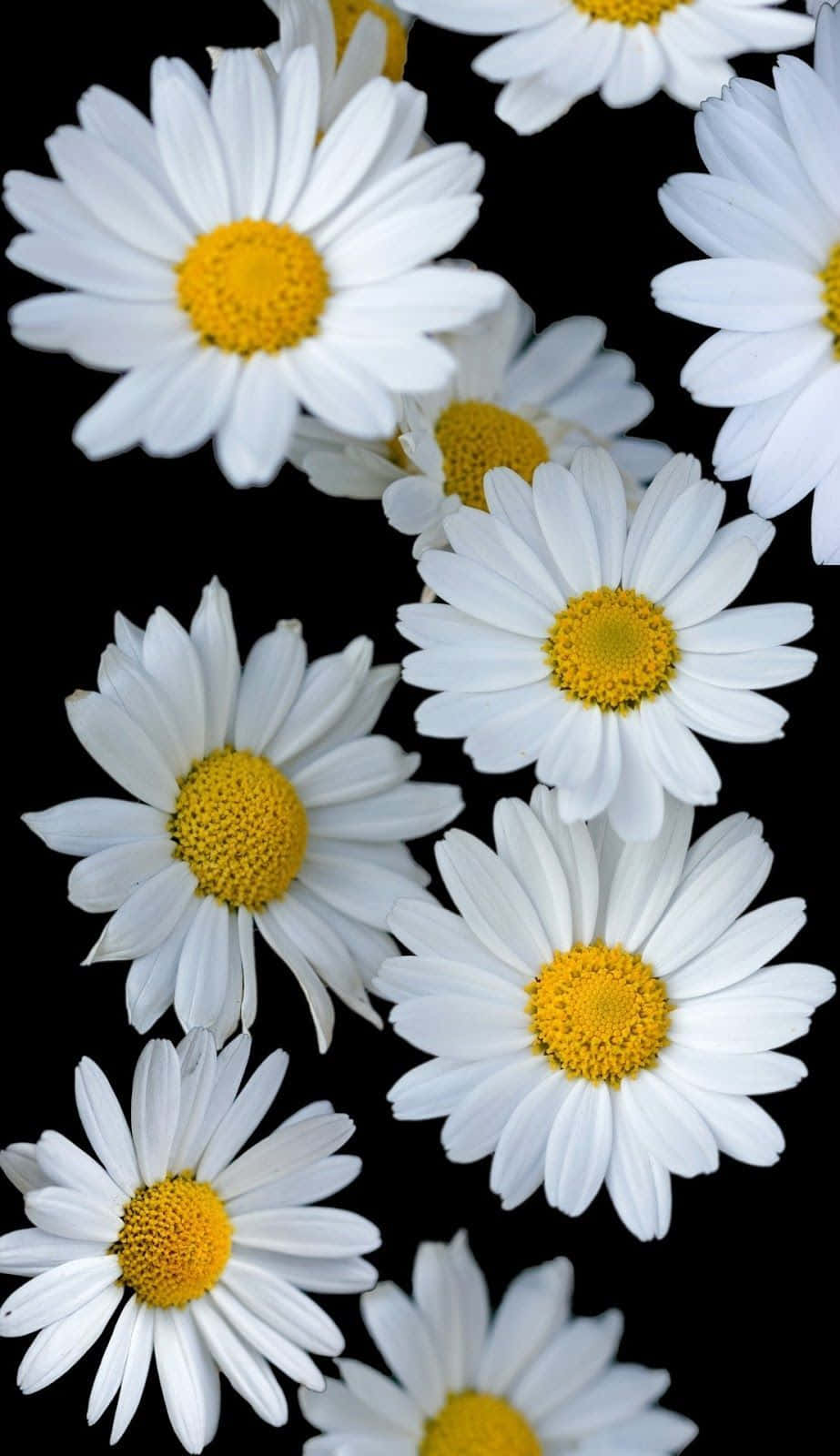 sunflower phone, black background, white daisies, HD Phone Wallpaper