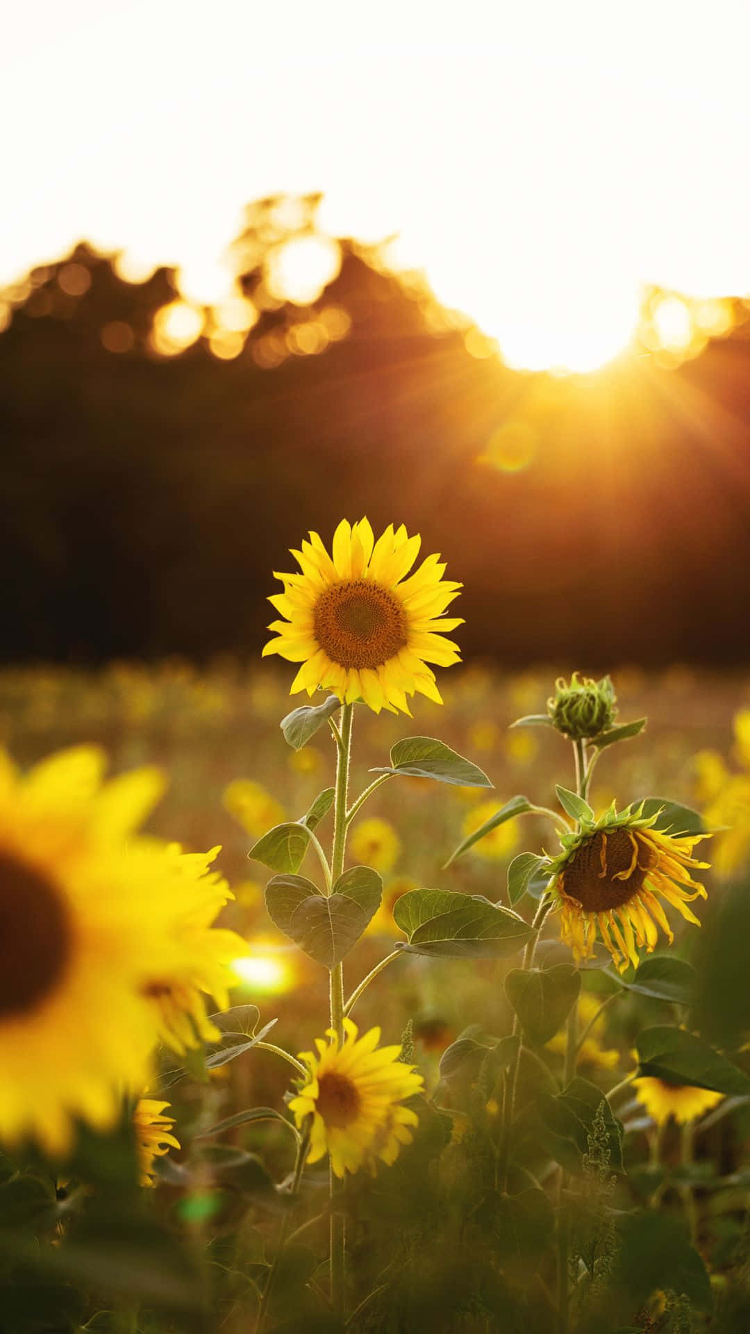 sunflower phone, sunflowers, field, Full HD Phone Wallpaper