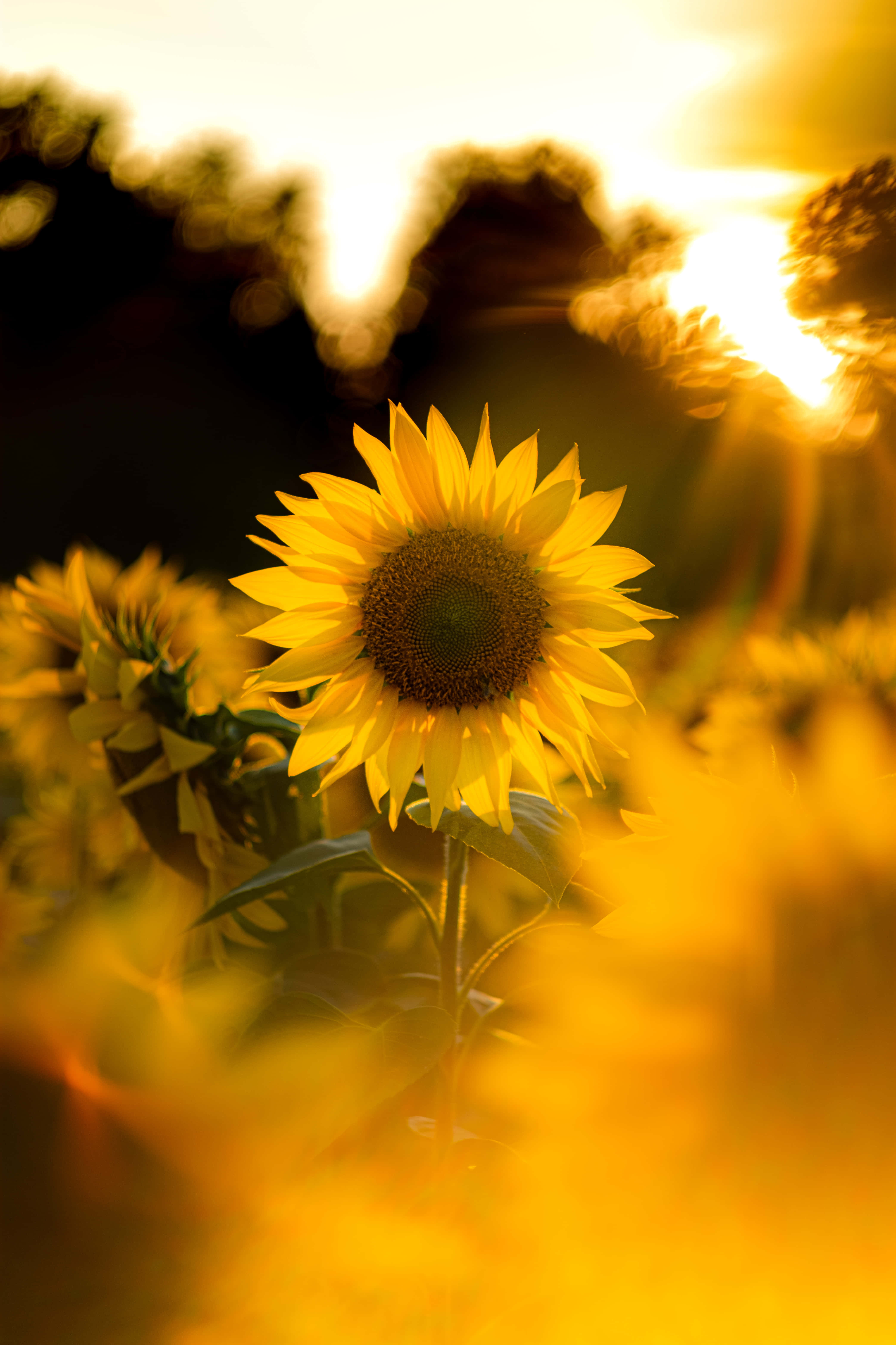 Sunflower Phone, sunflower, golden sunset sky, 5K Phone Wallpaper