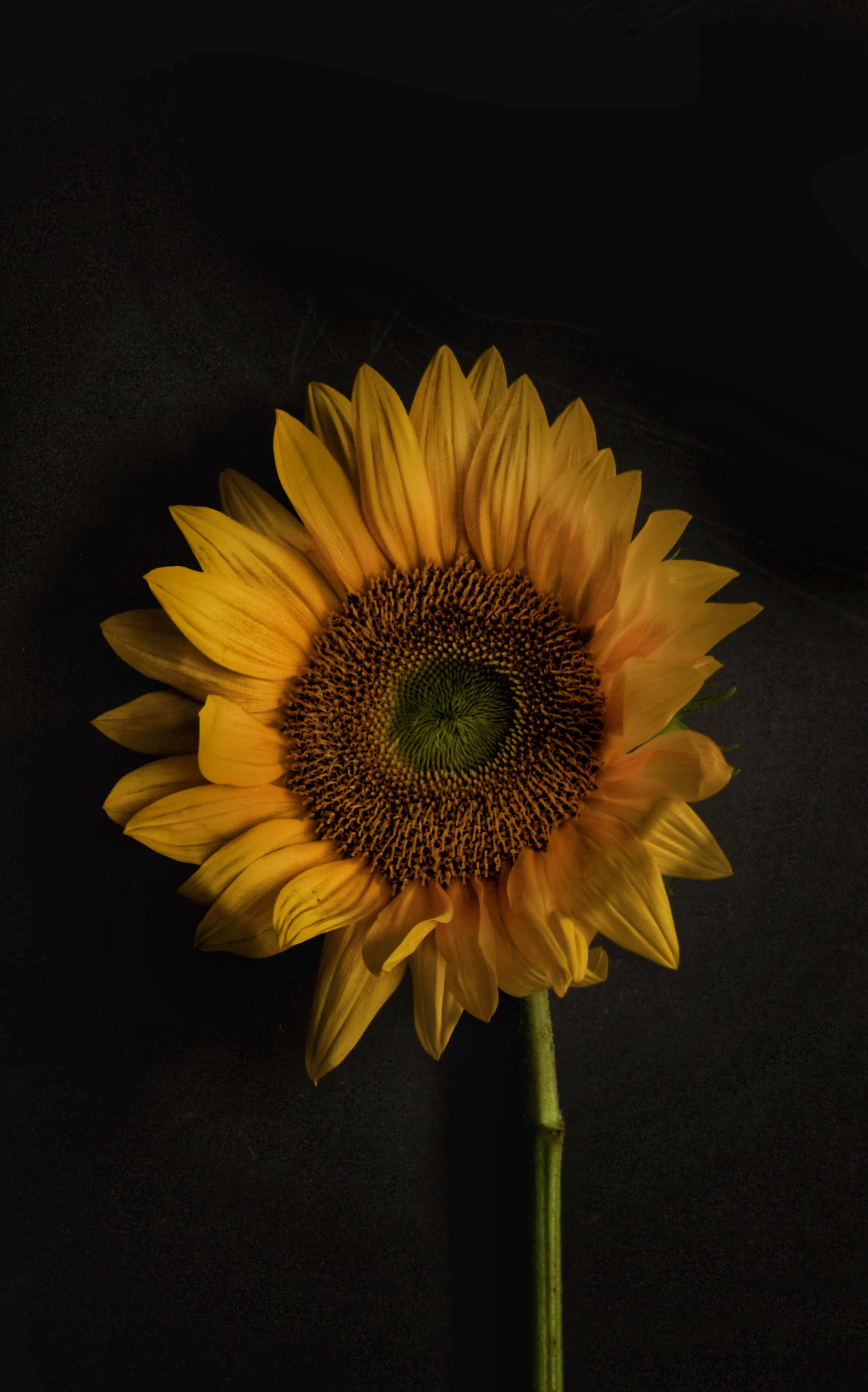 Sunflower Phone, sunflower, vibrant yellow petals, 4K Phone Wallpaper