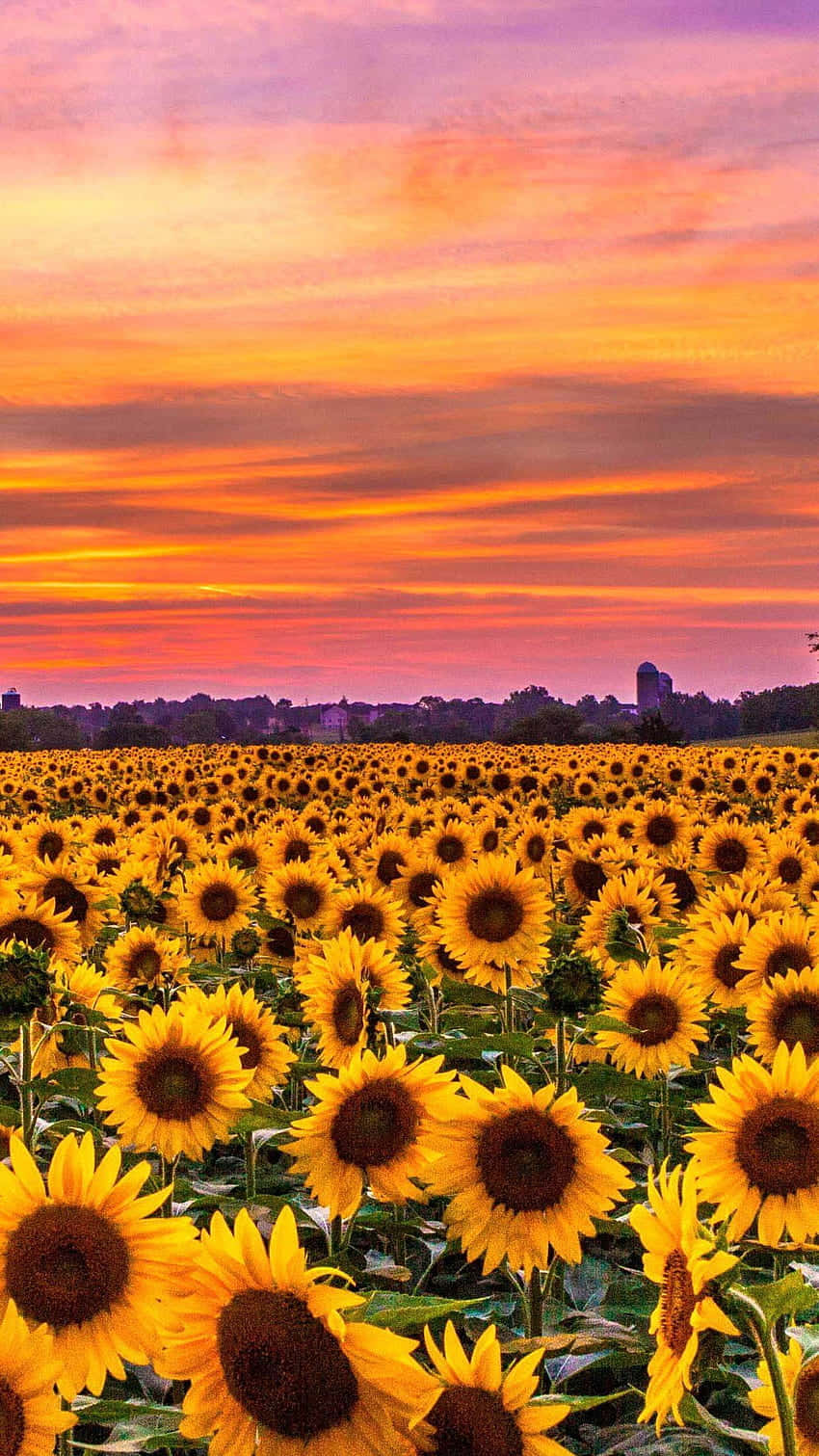 Sunflower Phone, fiery sunset sky, orange pink and purple clouds, HD Phone Wallpaper