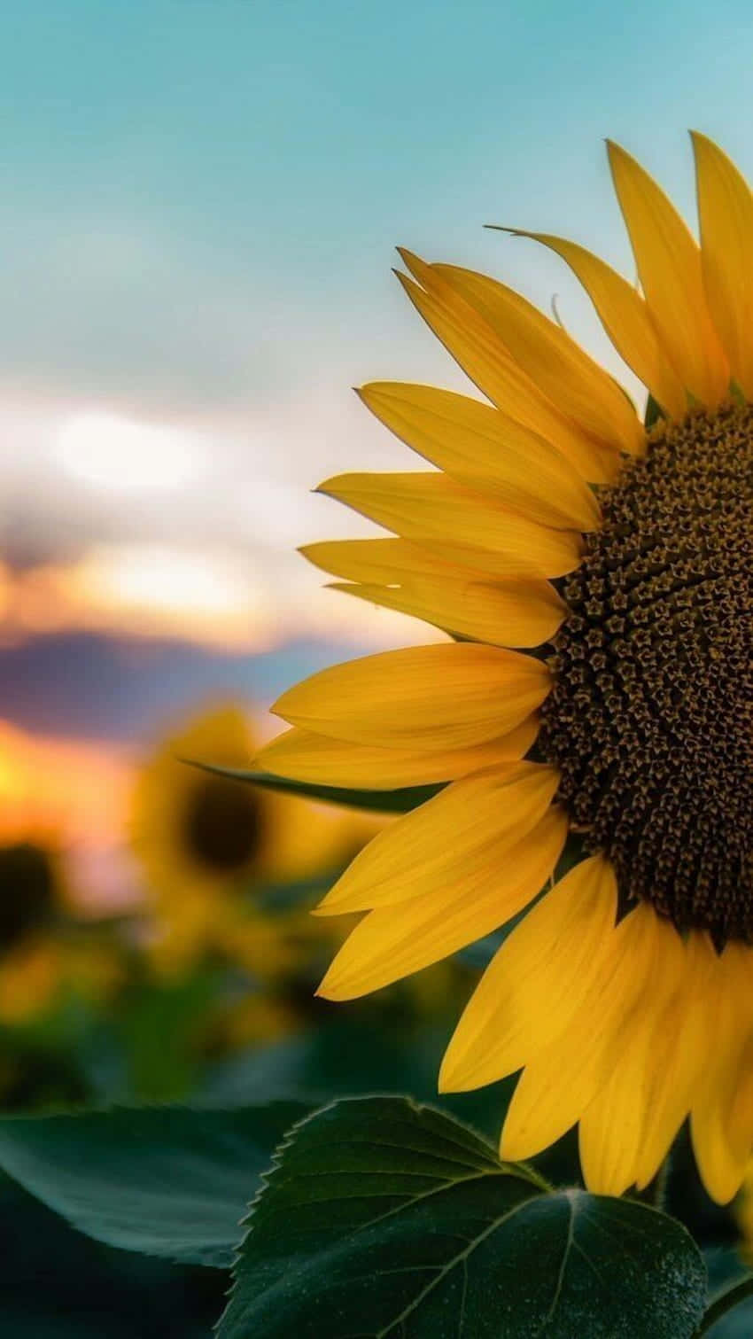 sunflower phone, sunflowers at sunset, sunset sky, HD Phone Wallpaper