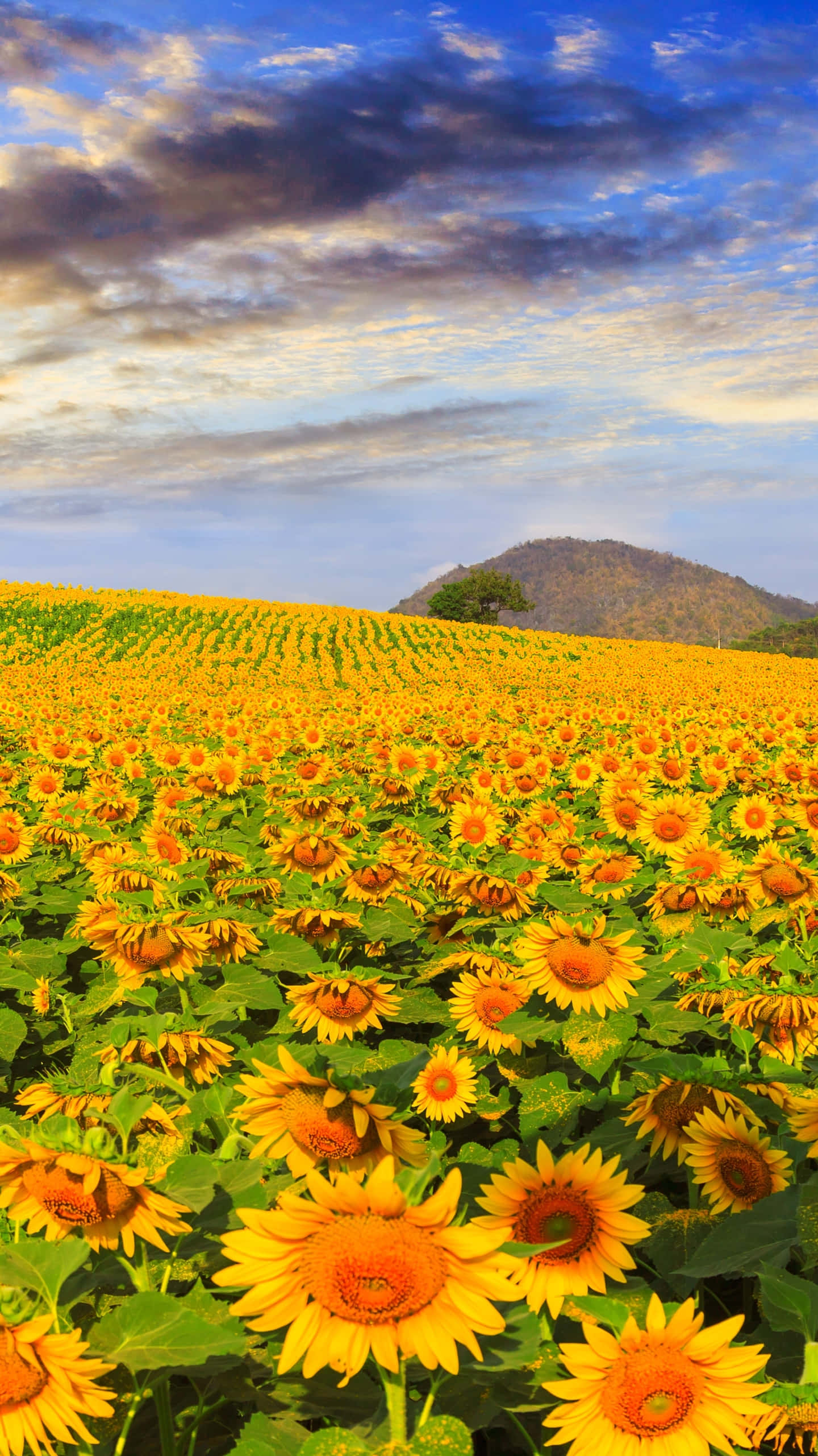 Sunflower Phone, hill, sunset sky, 2K Phone Wallpaper