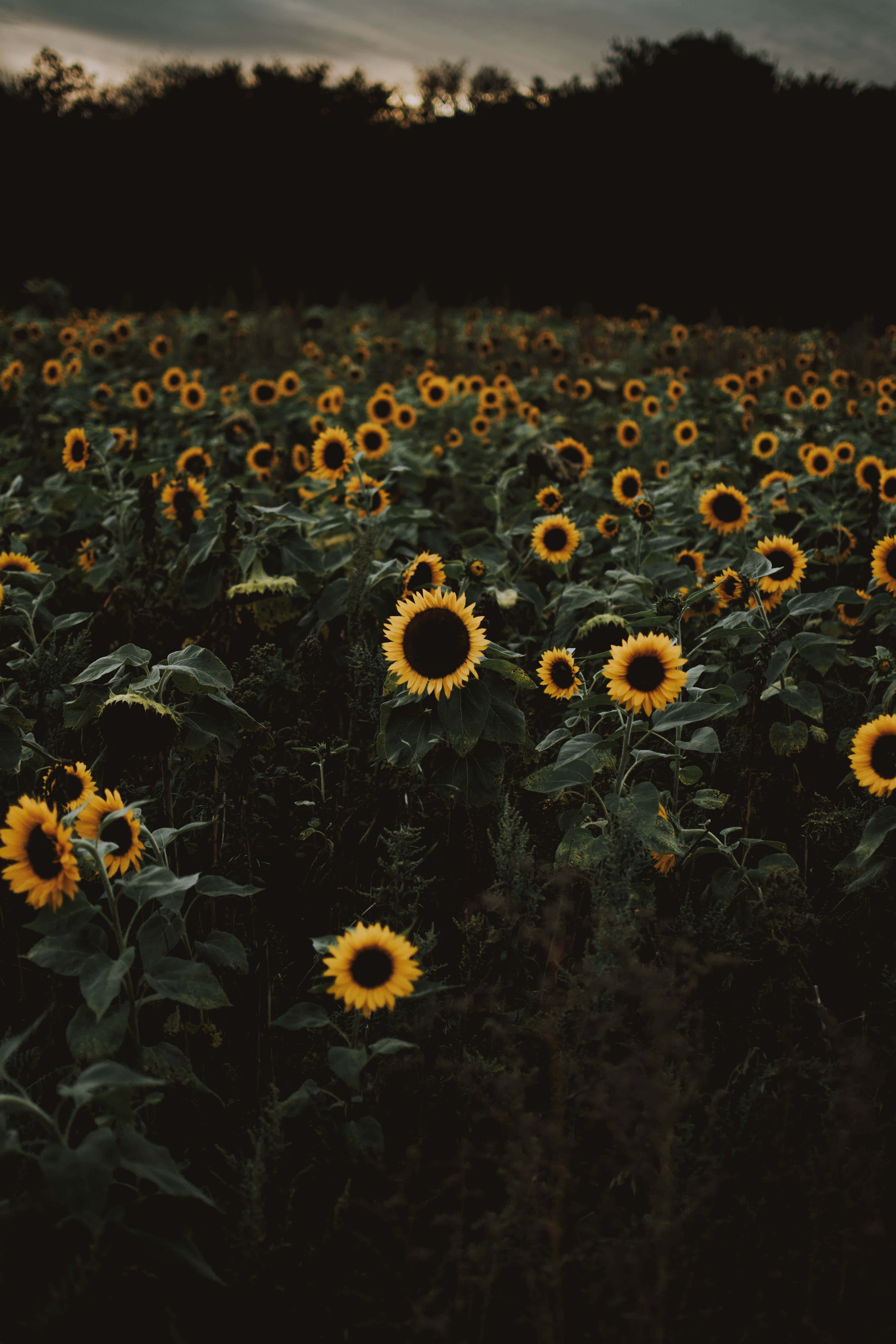 Sunflower Phone, sunflowers, dusky sky, 5K Phone Wallpaper