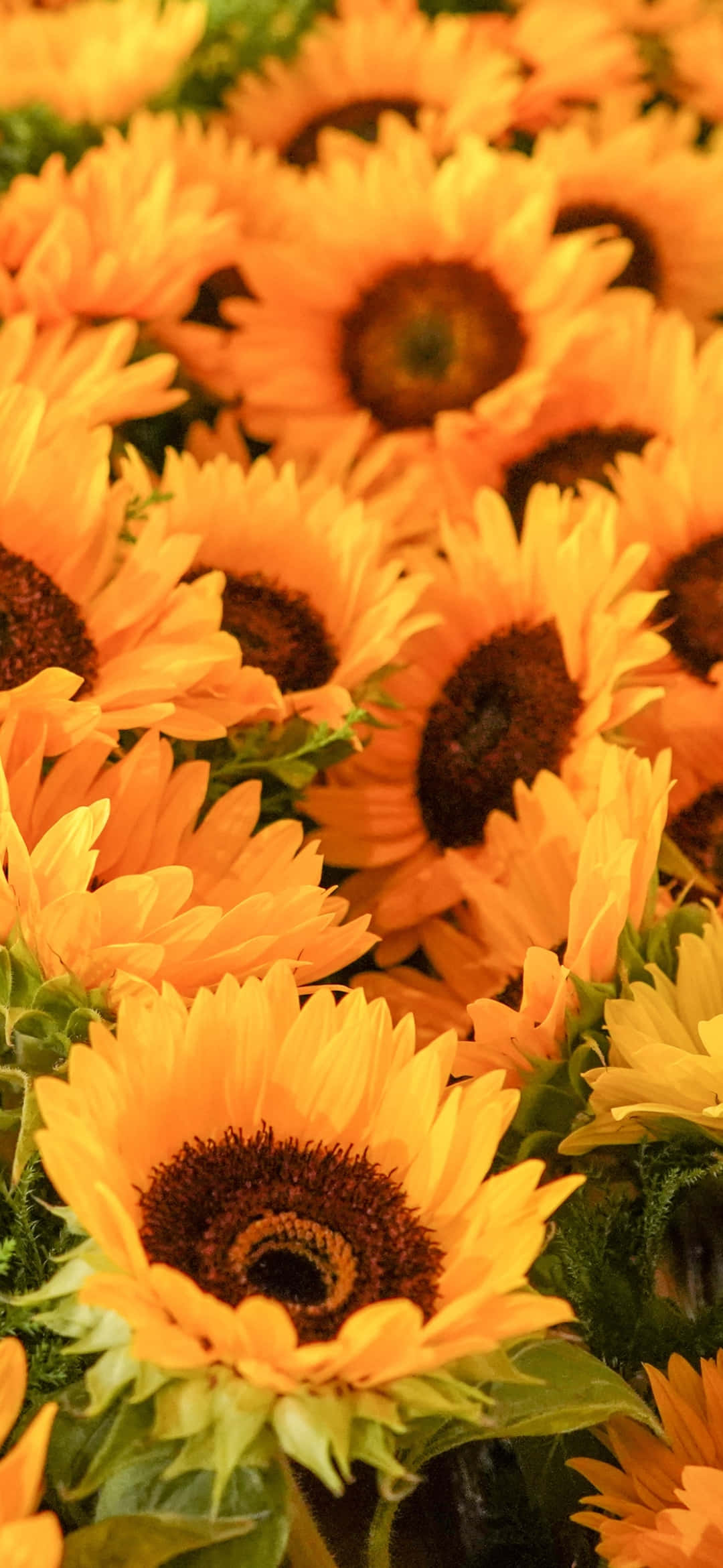 Sunflower Phone, sunflowers, golden petals, Full HD Phone Wallpaper