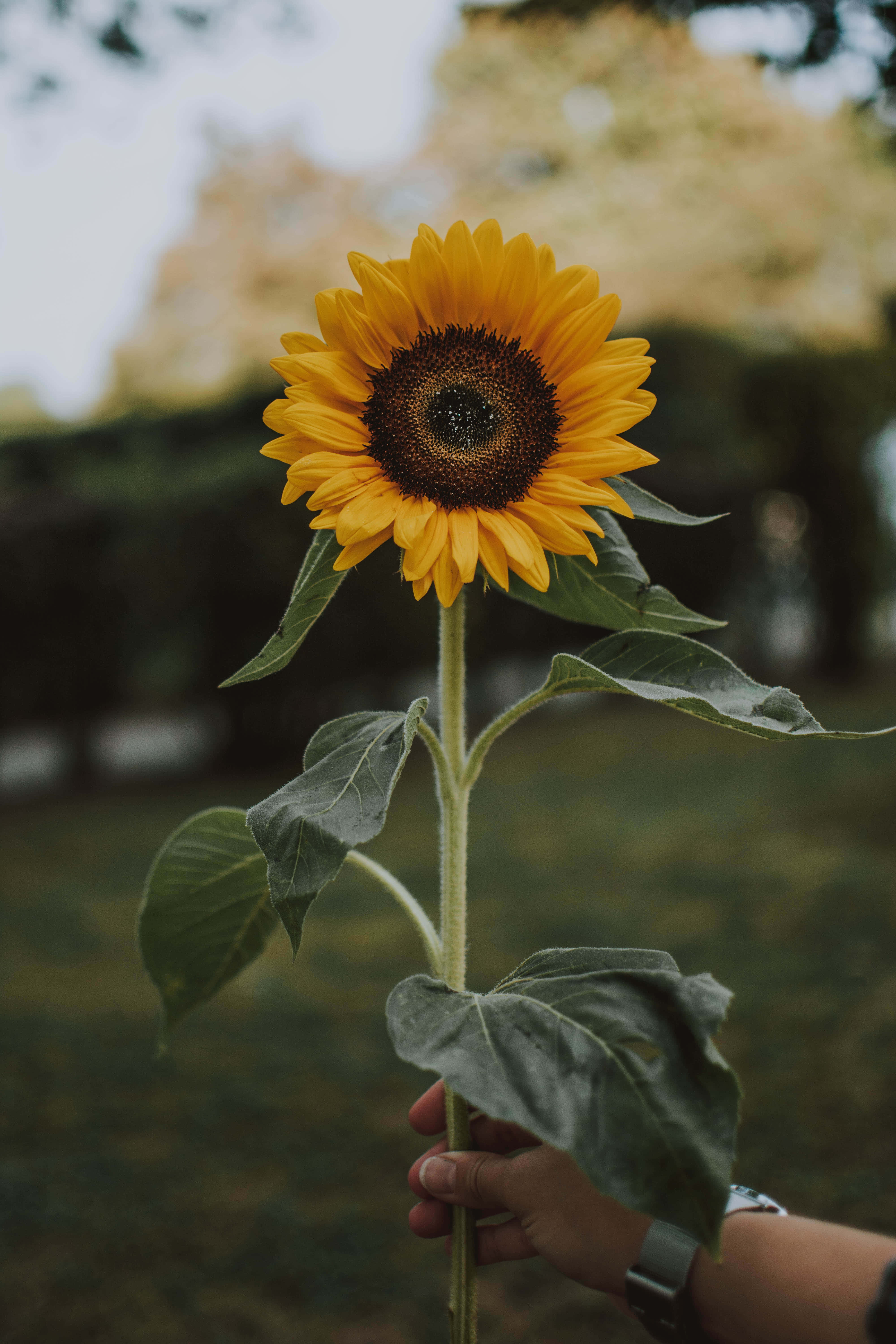 Sunflower Phone, vibrant yellow, dark center, 5K Phone Wallpaper