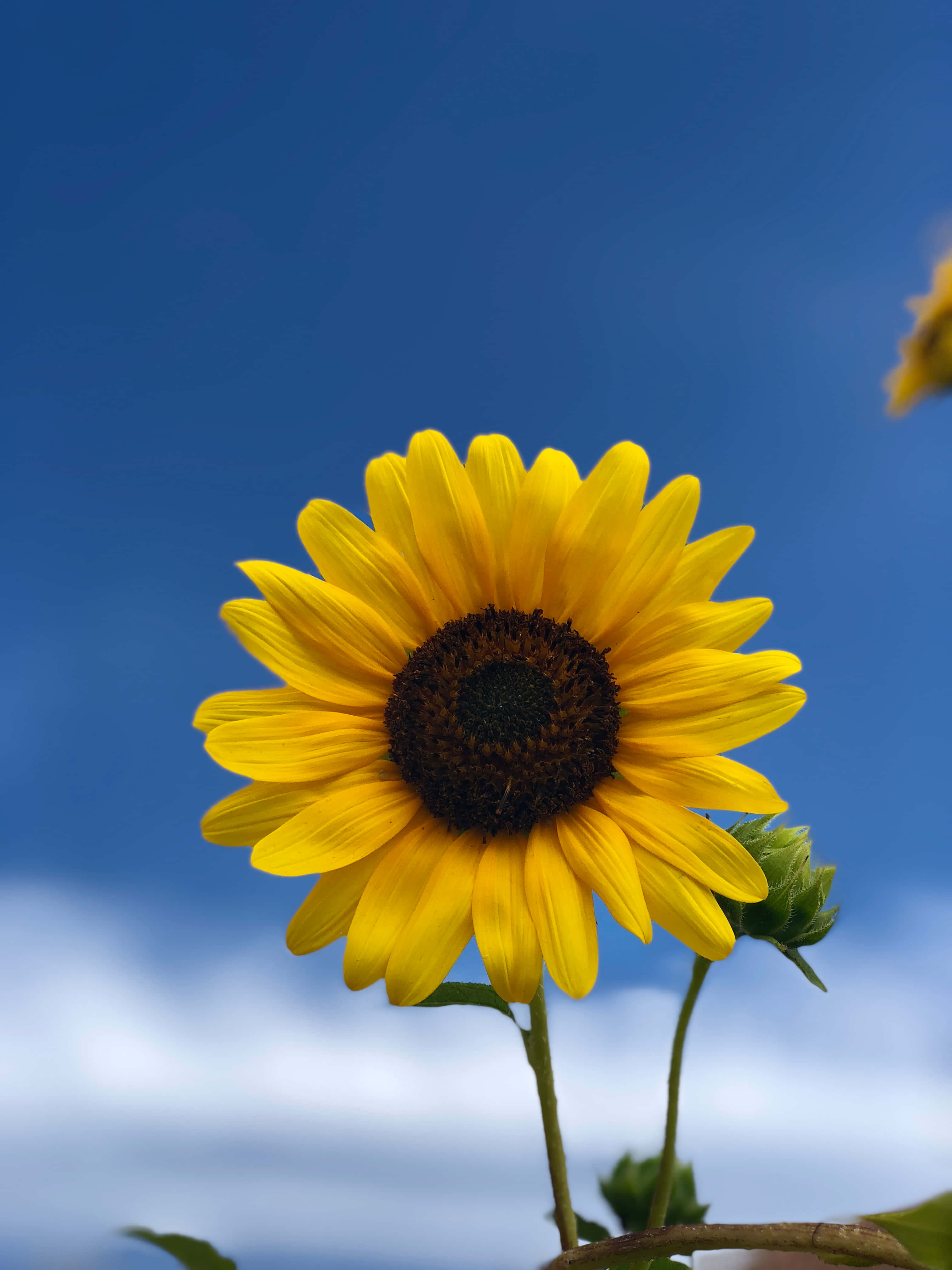 Sunflower Phone, vibrant yellow, clear blue sky, 4K Phone Wallpaper