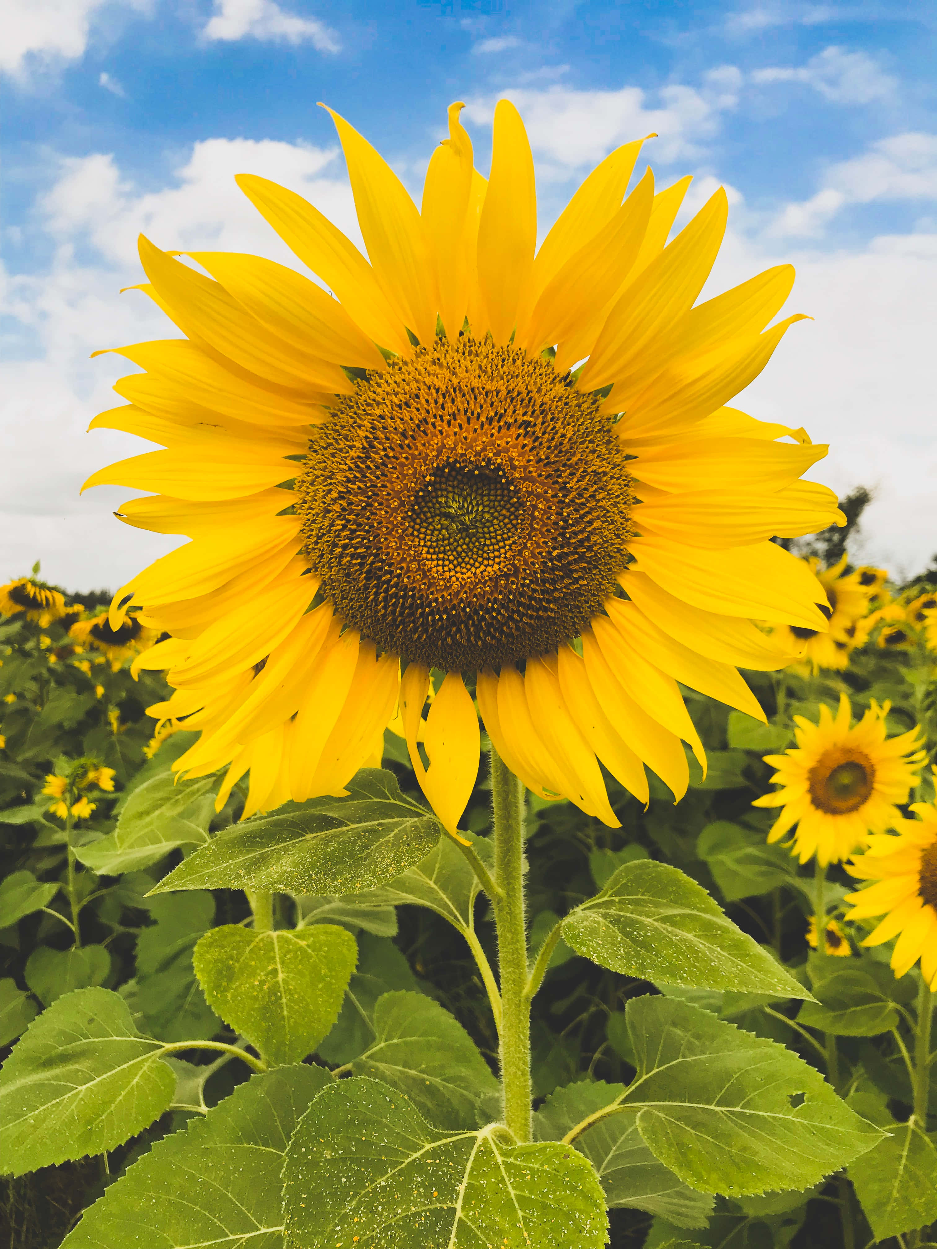 Sunflower Phone, vibrant sunflower, bright blue sky, 4K Phone Wallpaper